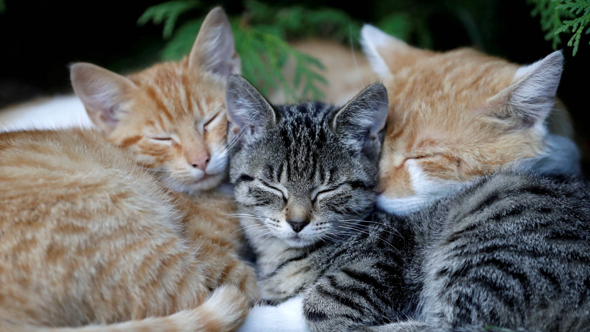 Sleeping Cat Trio Background