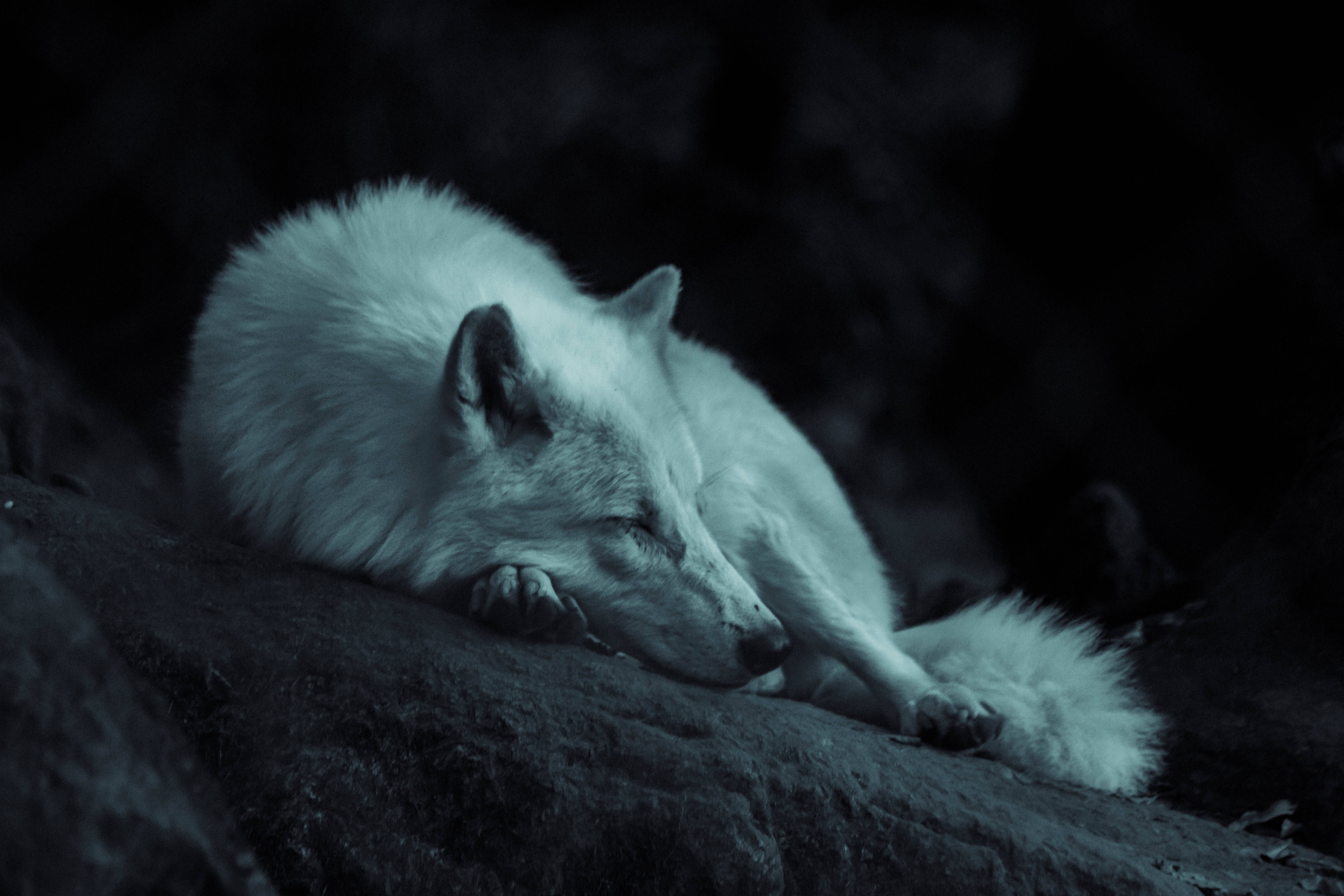 Sleeping Cool Wolf Background