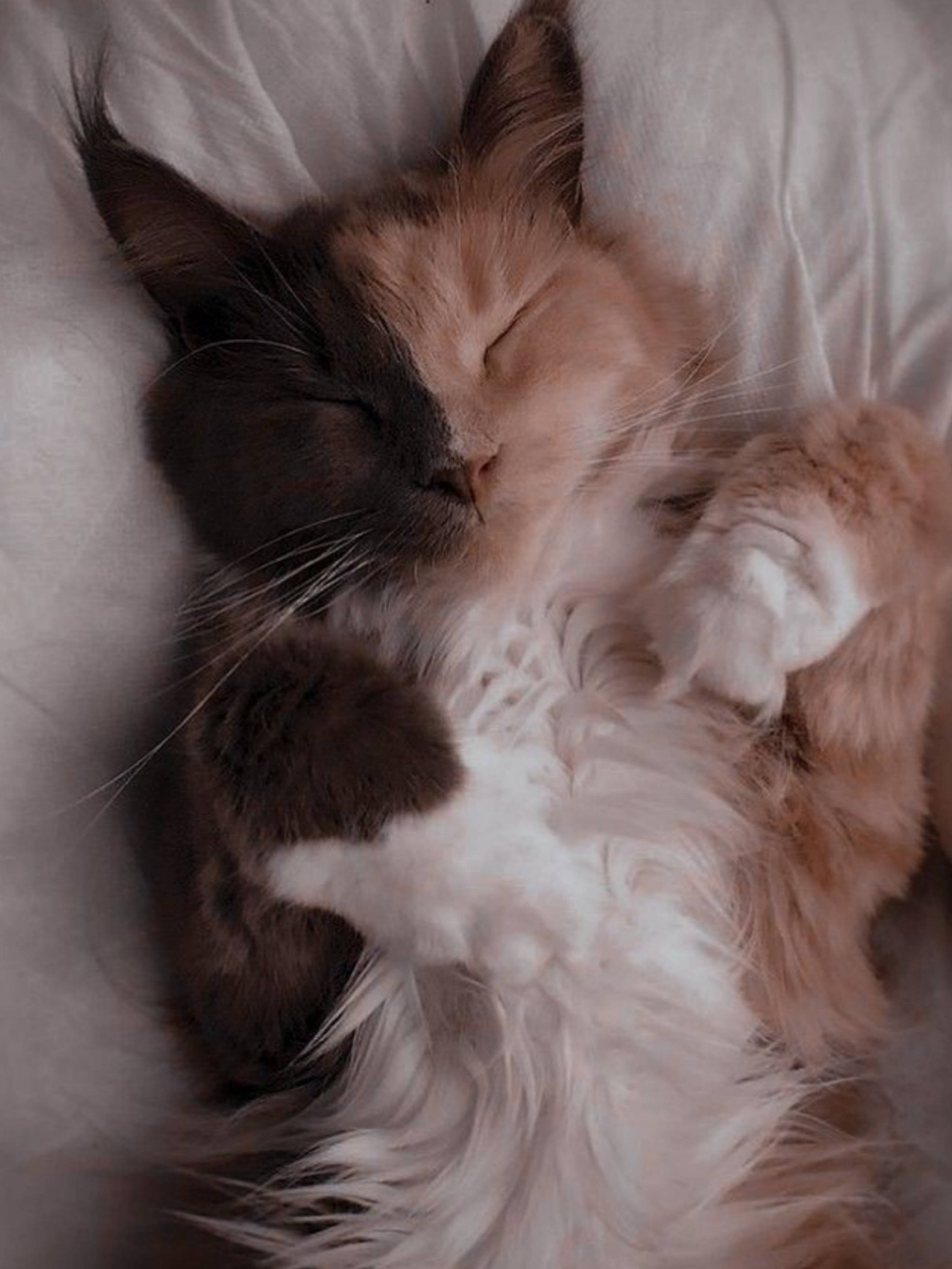 Download Sleeping Cute Cat Aesthetic Wallpaper | Wallpapers.com