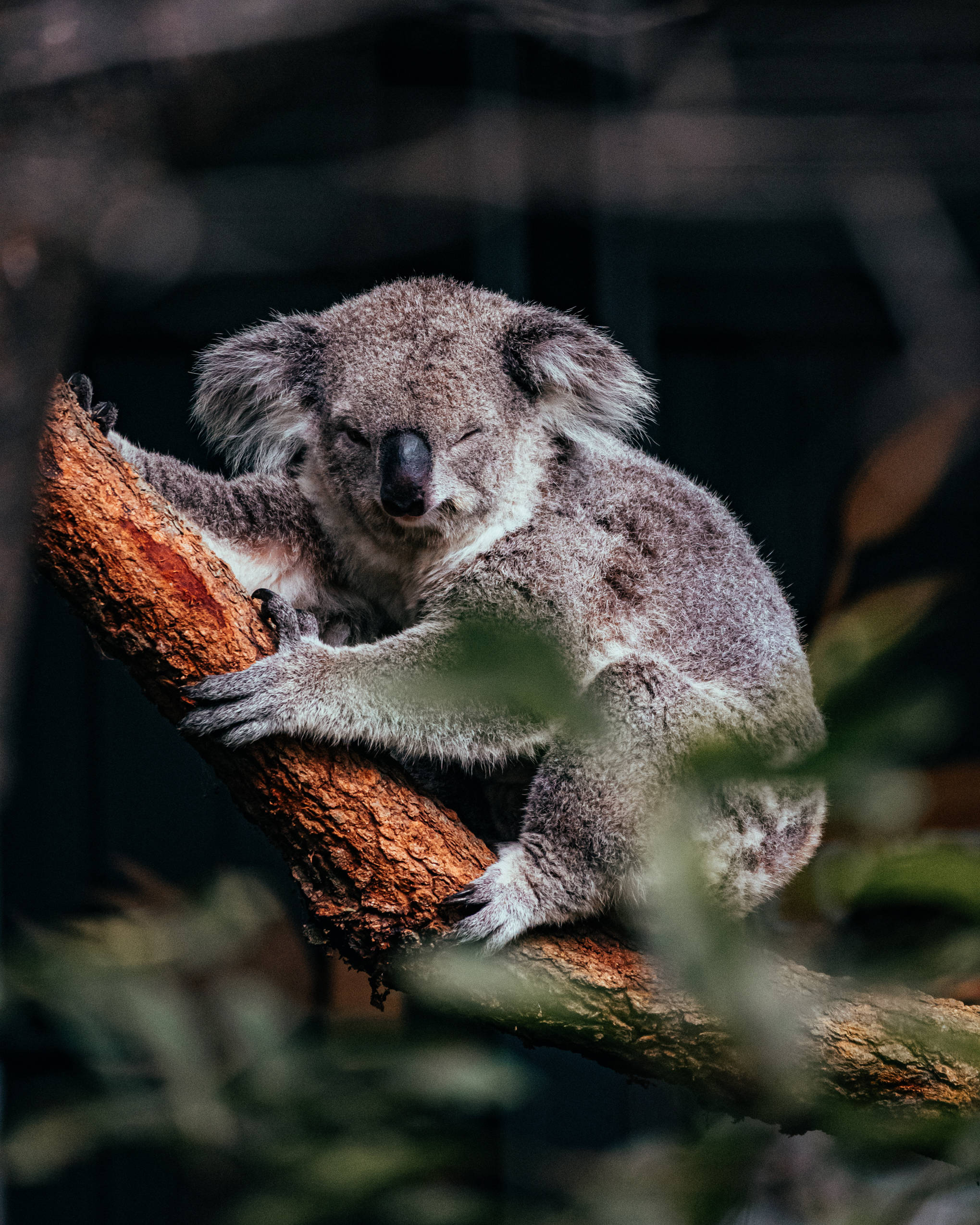 Download Sleepy Koala On Tree Branch Wallpaper Wallpapers Com