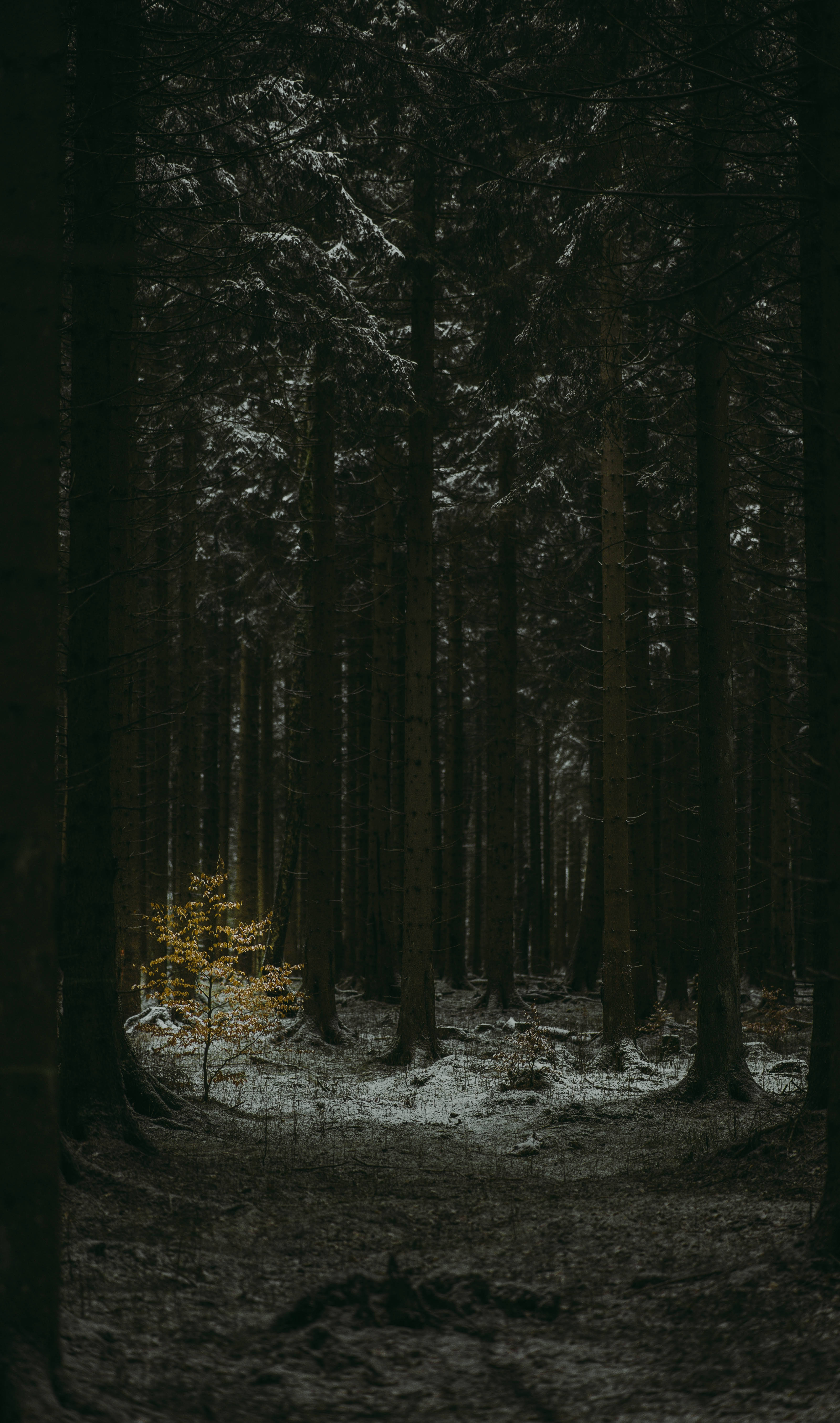Slender Tree Trunks Dark Forest Background