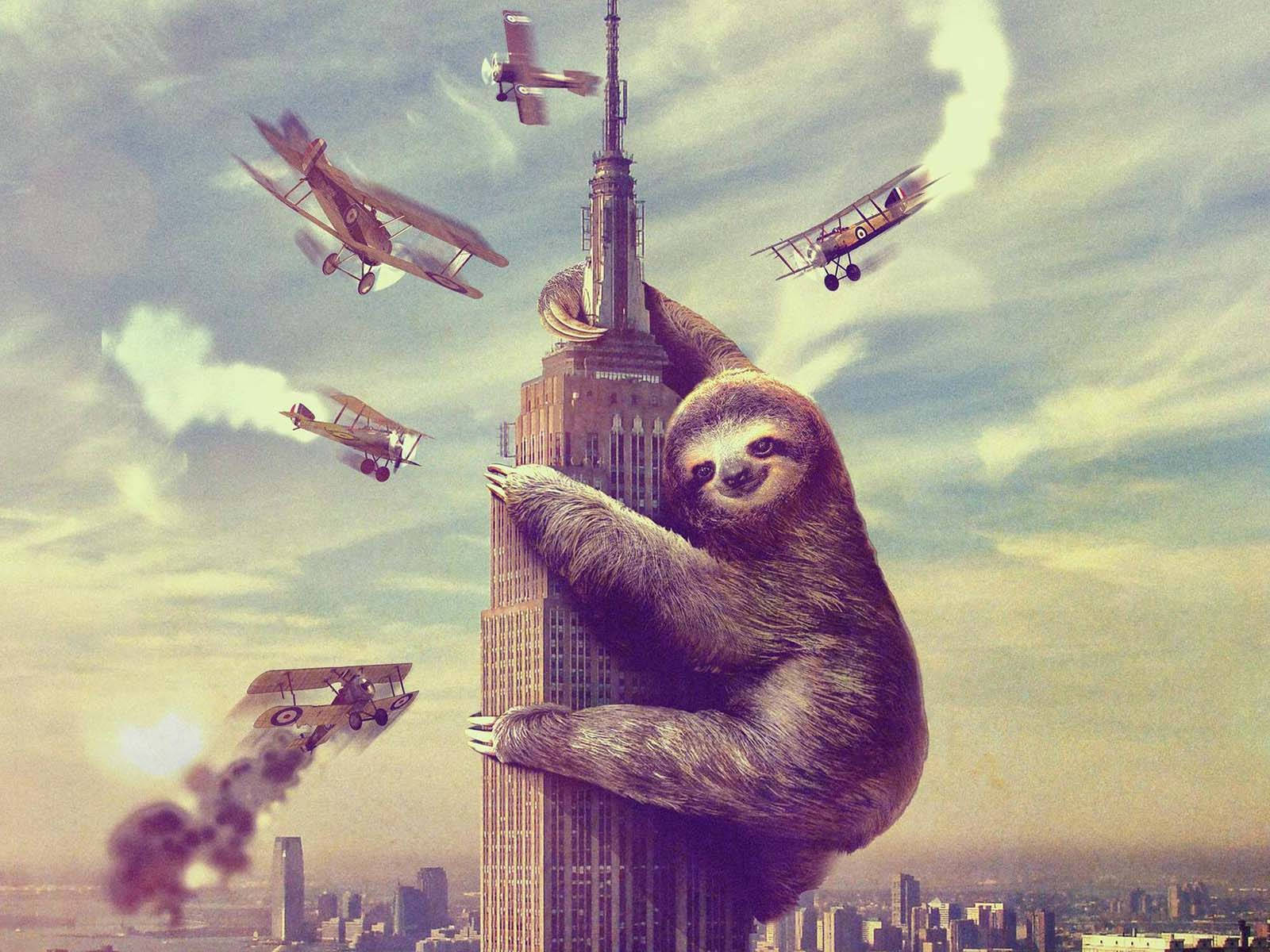 Sloth Climbing On A Building Background