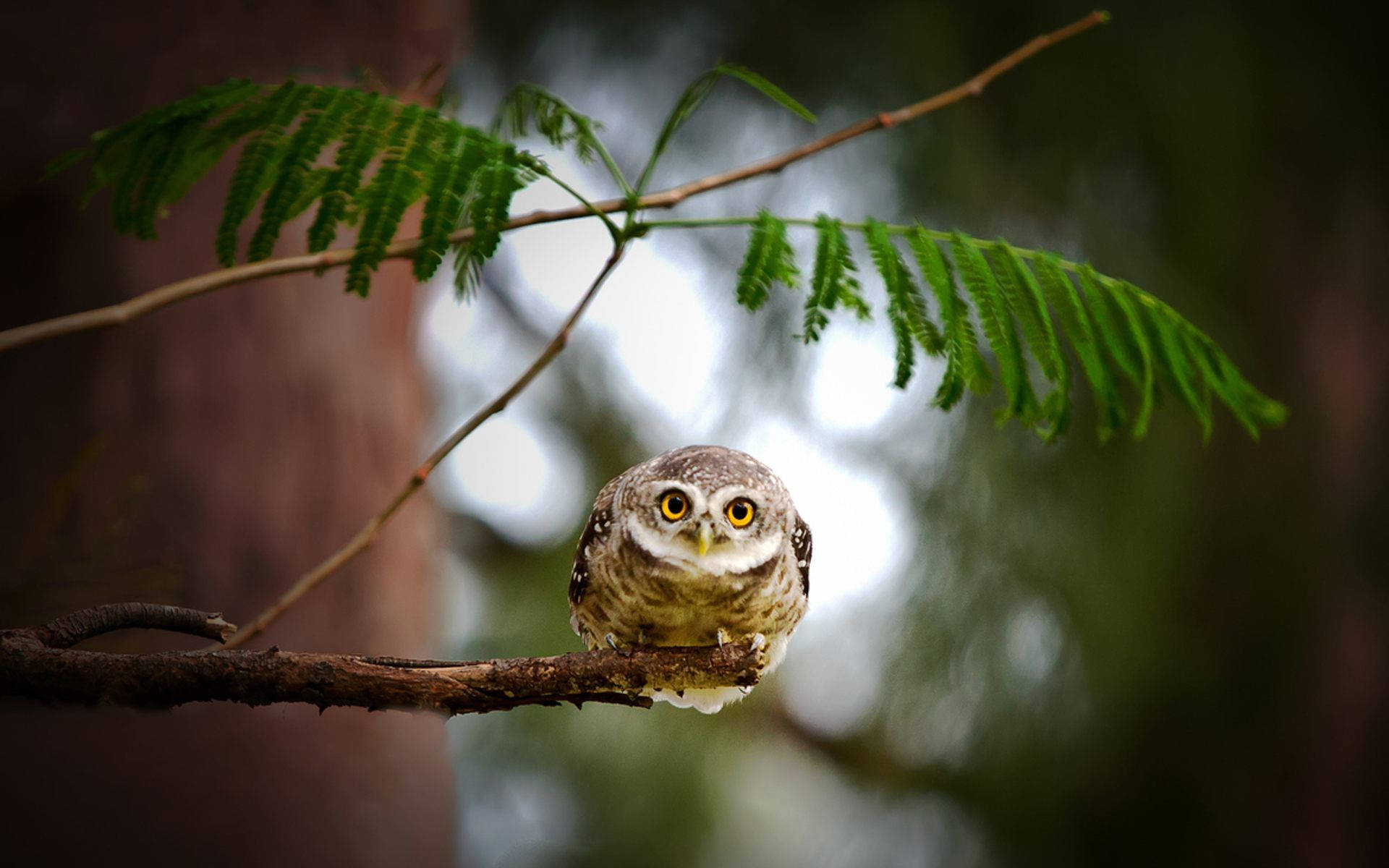 Small Owl On Branch Background