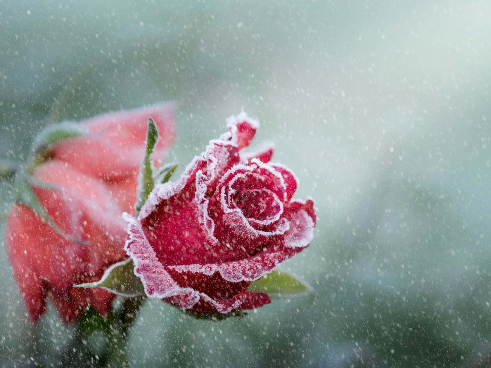 Download Snowfall Frozen Rose Wallpaper | Wallpapers.com