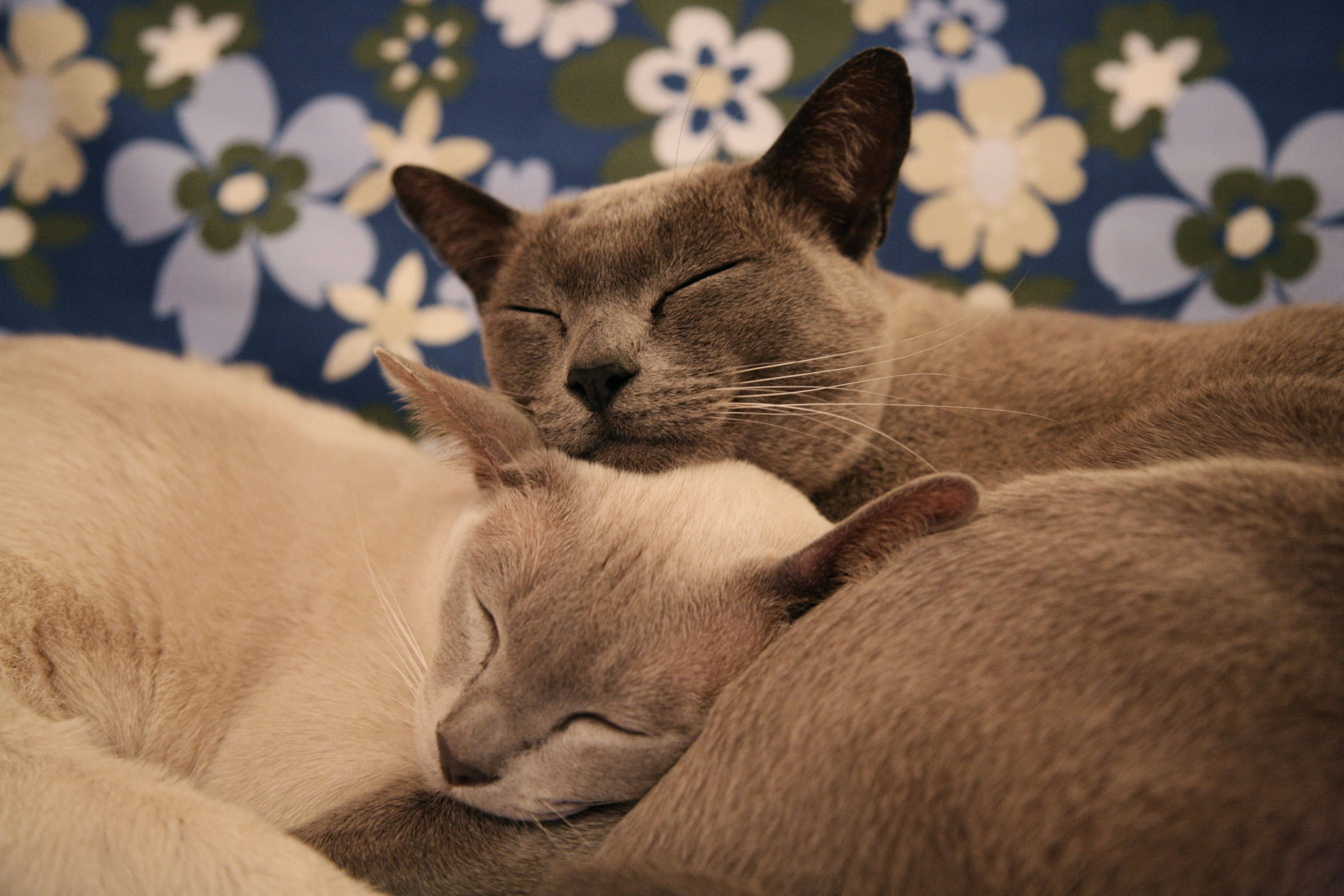 Мире животных про кошку. Кошки любовь. Котики обнимаются. Кошки обнимашки. Влюбленный котик.