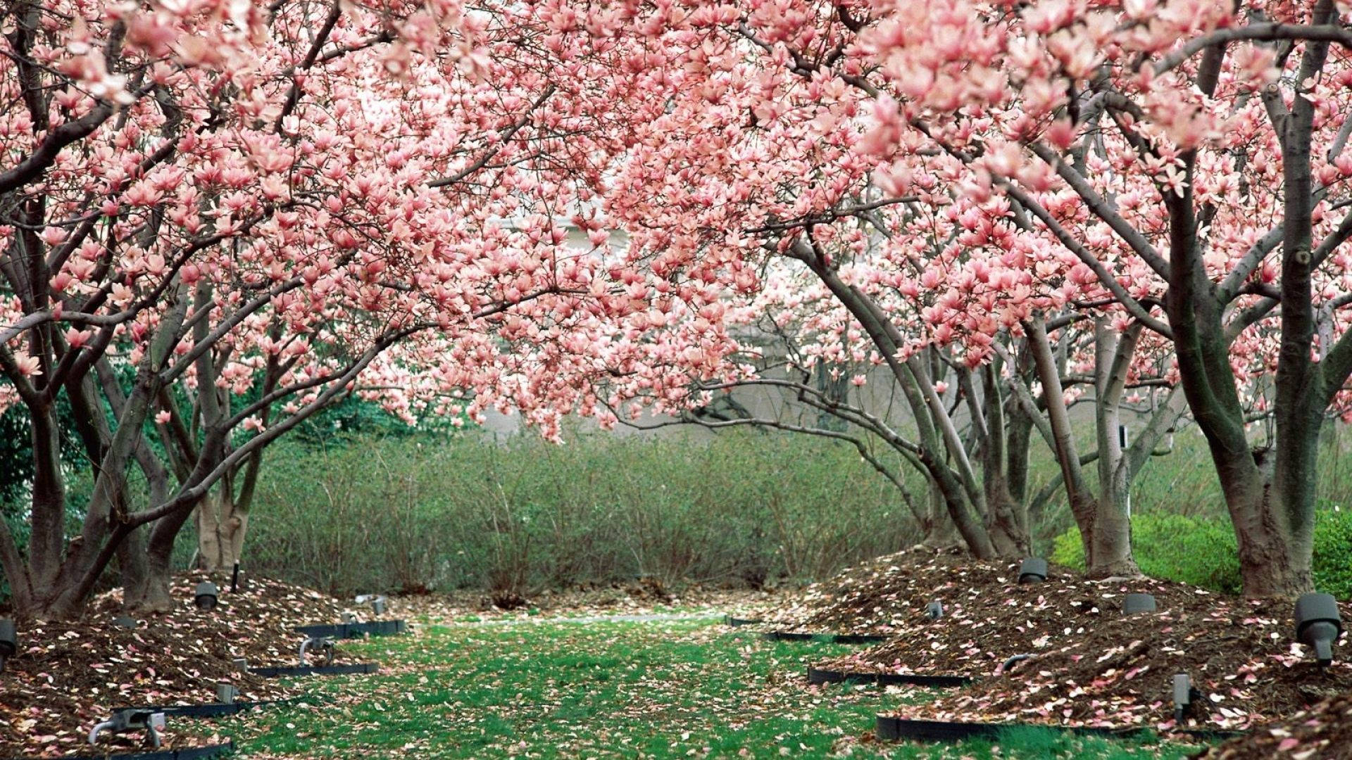Spring Desktop Cherry Blossom Trees Background