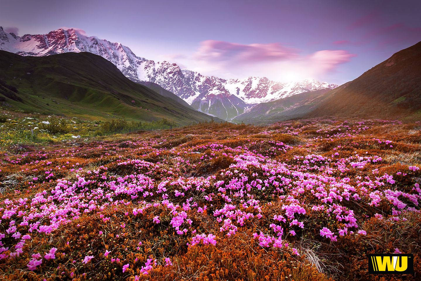 Spring Desktop Flower Field Landscape Background