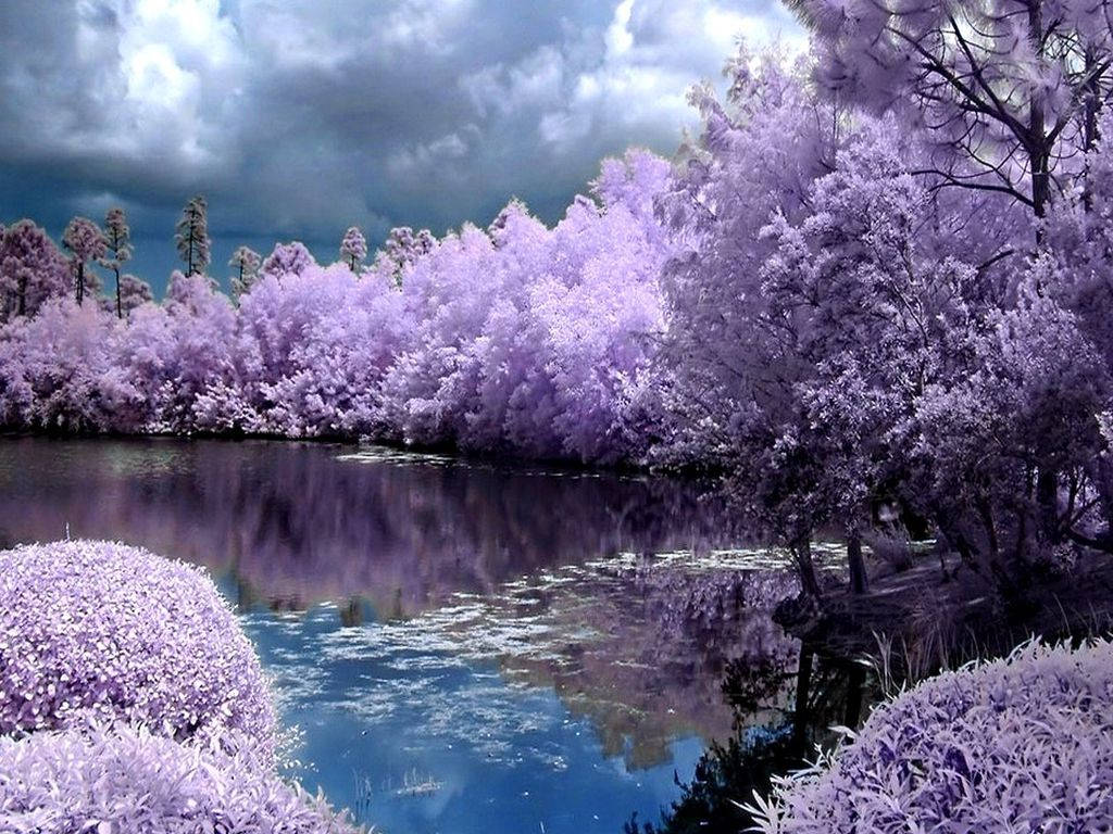 Spring Desktop Lavender Trees Background