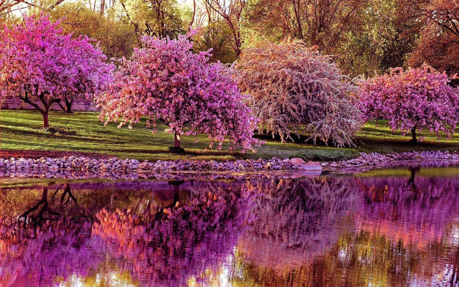 Spring Desktop Lavender Trees In Lake Background