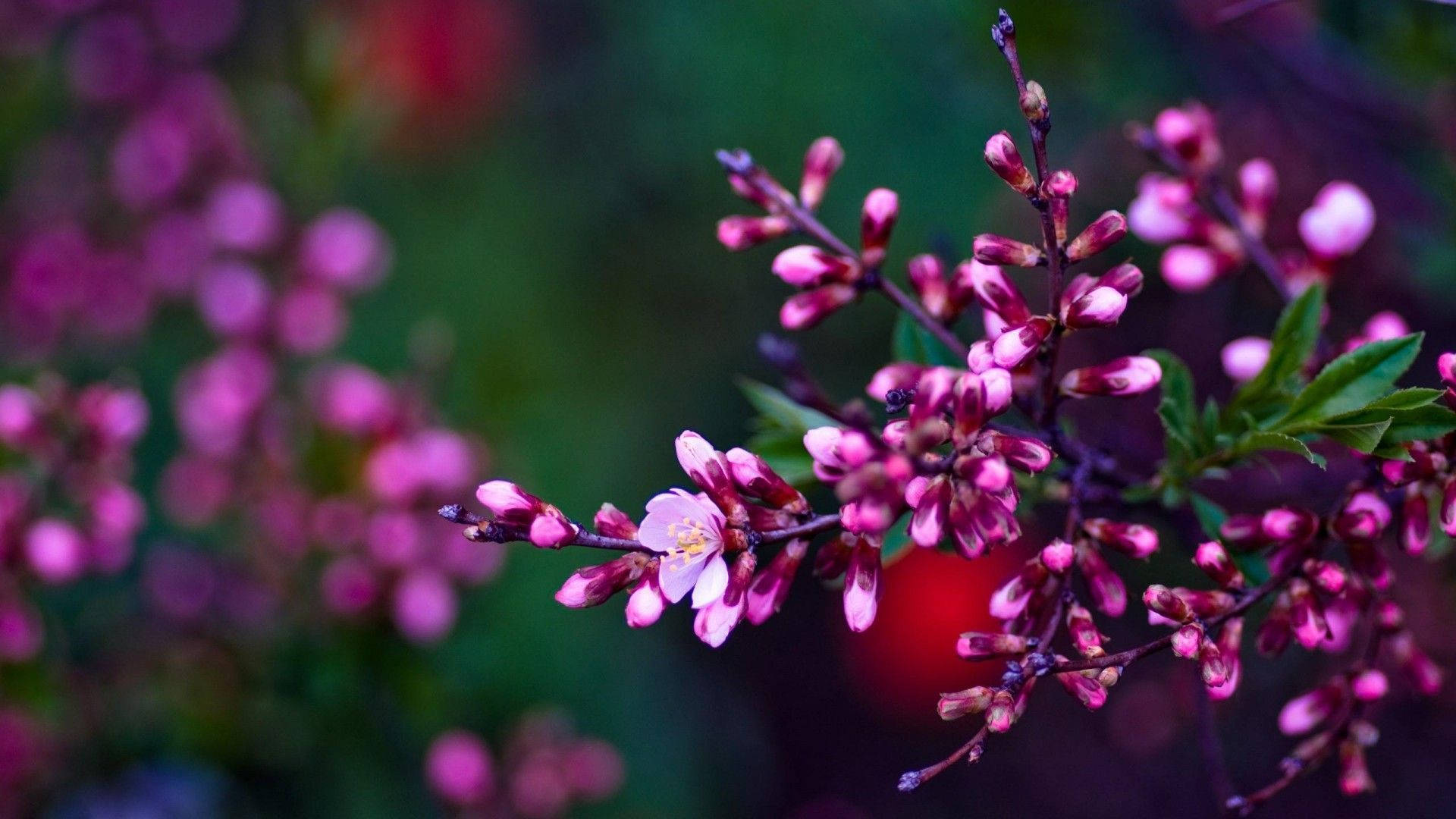 Spring Desktop Pink Buds Flower Background