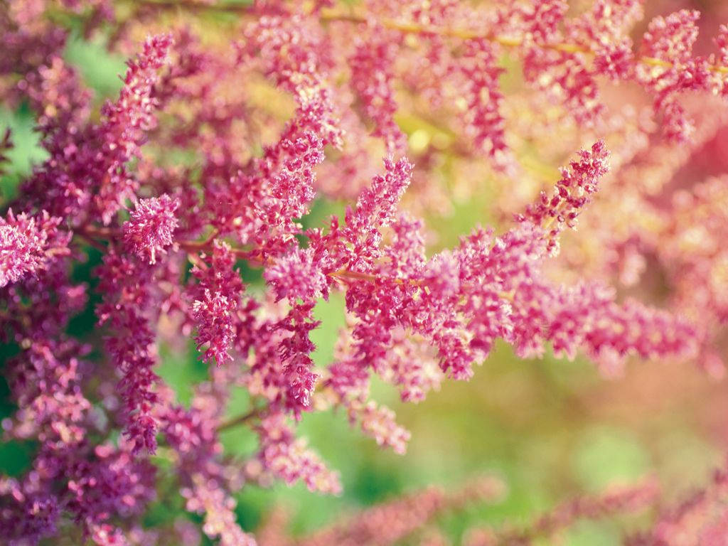 Spring Desktop Pink Butterfly Bush Flower Background