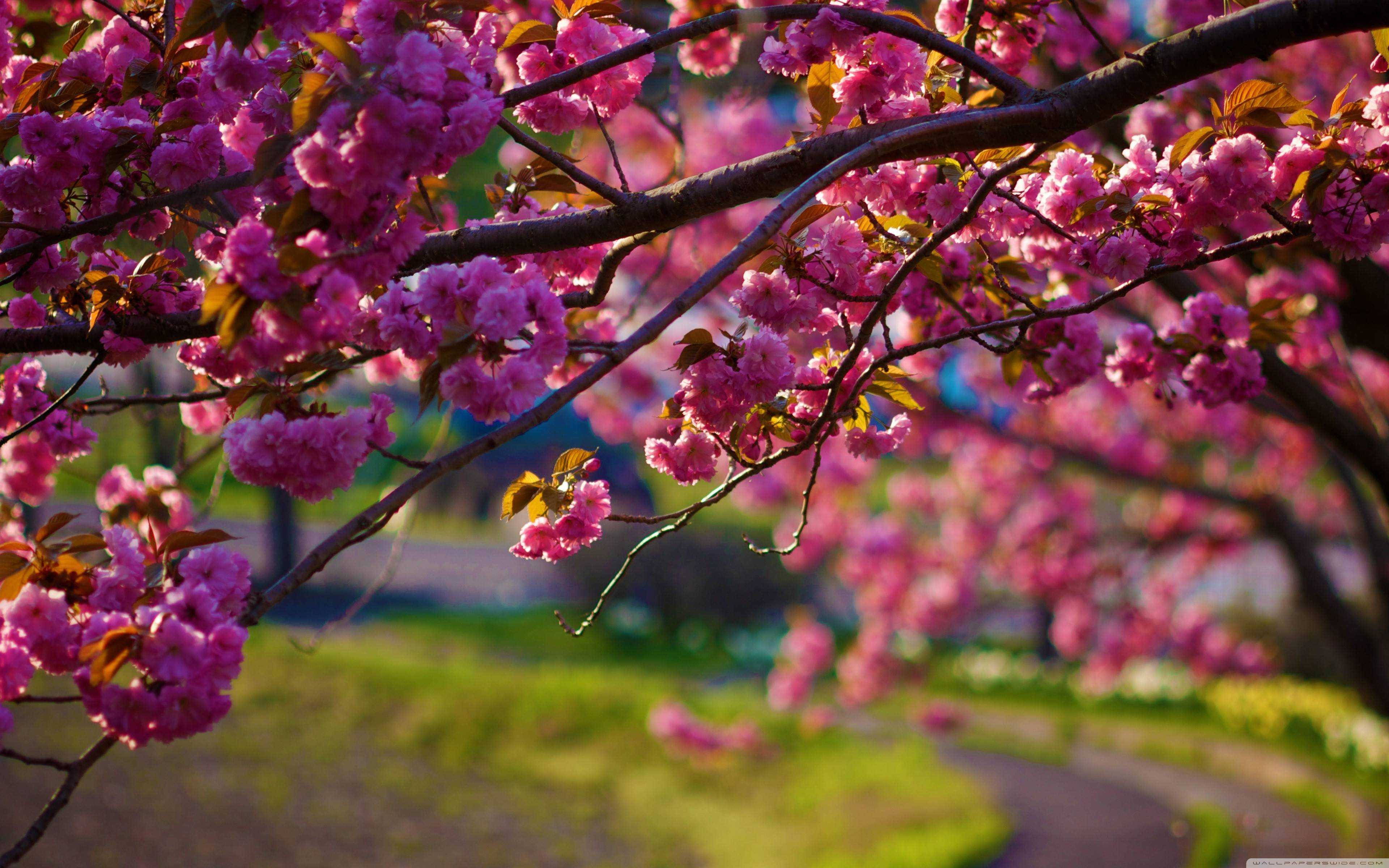 Spring Desktop Sakura Flower Background