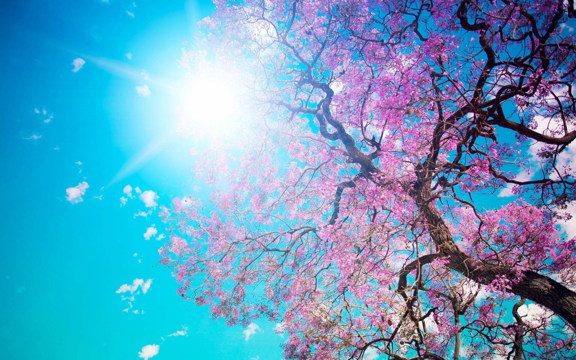 Spring Desktop Sakura Tree Under The Sun Background
