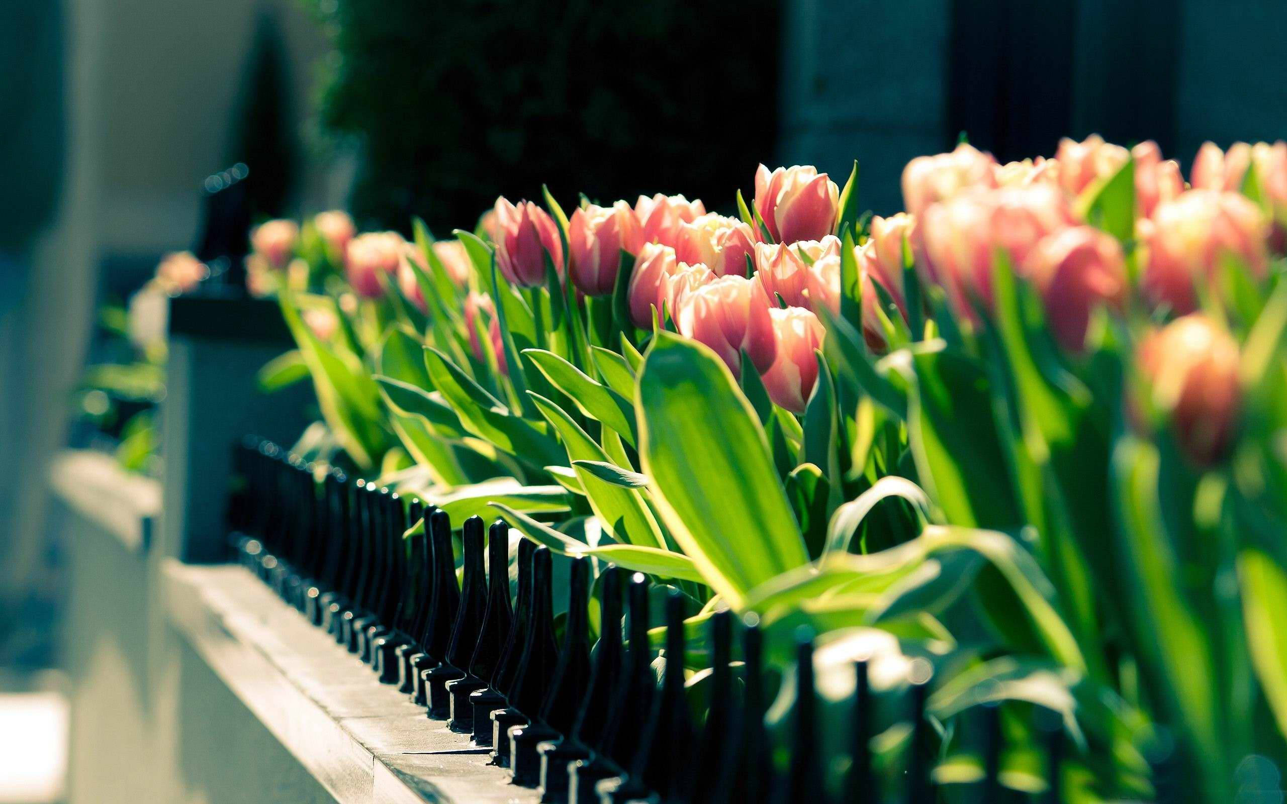 Spring Desktop Tulip Flower Behind Fence Background