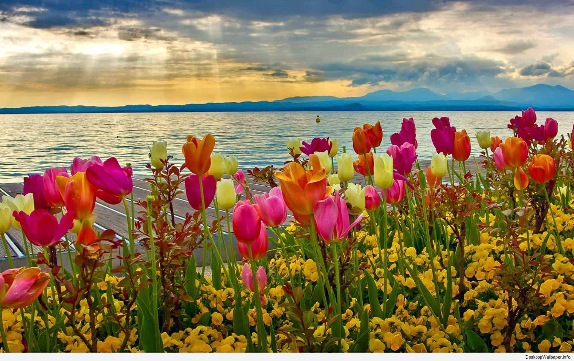 Spring Desktop Tulips In The Sea Background