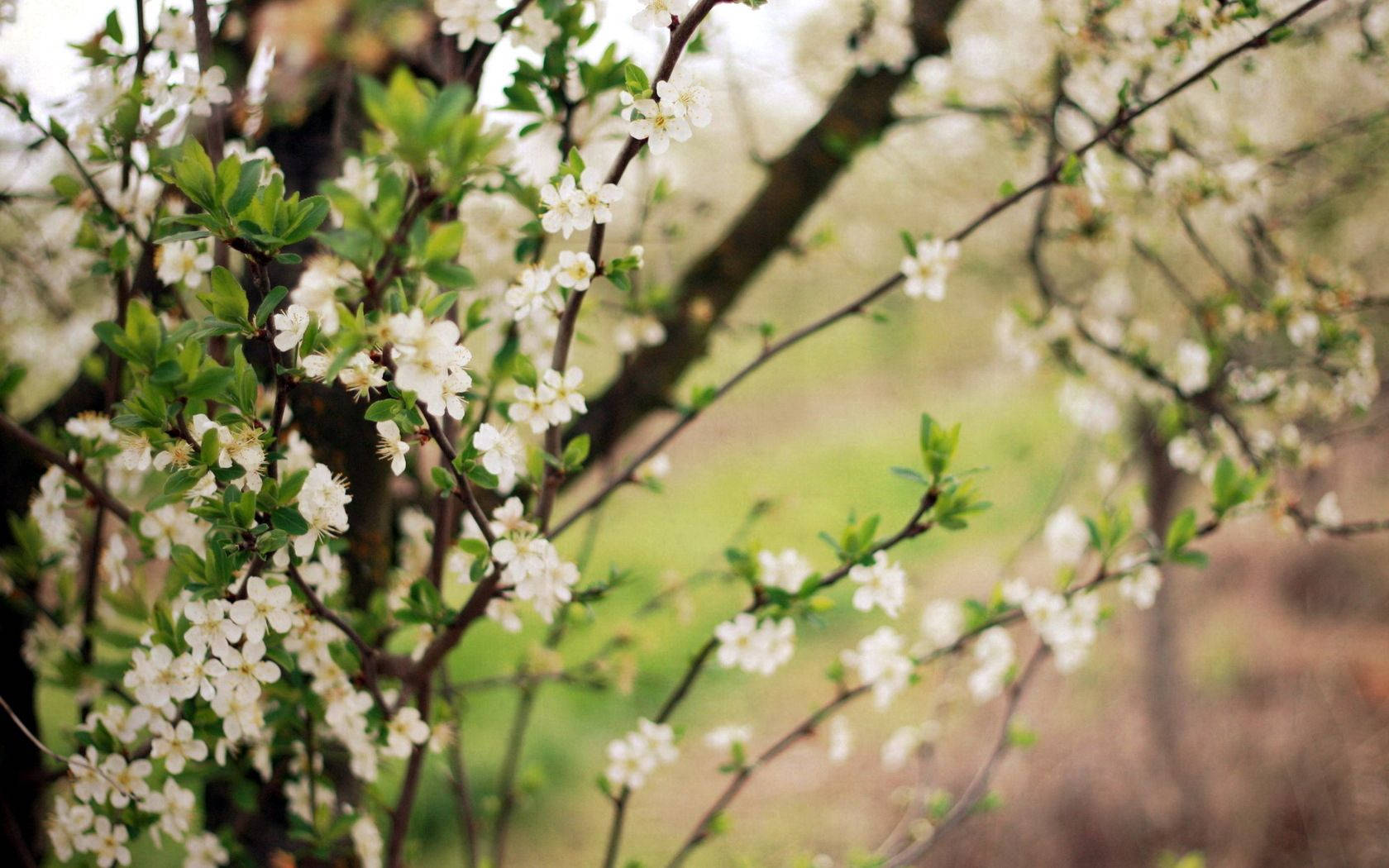 Spring Flowering Trees Background