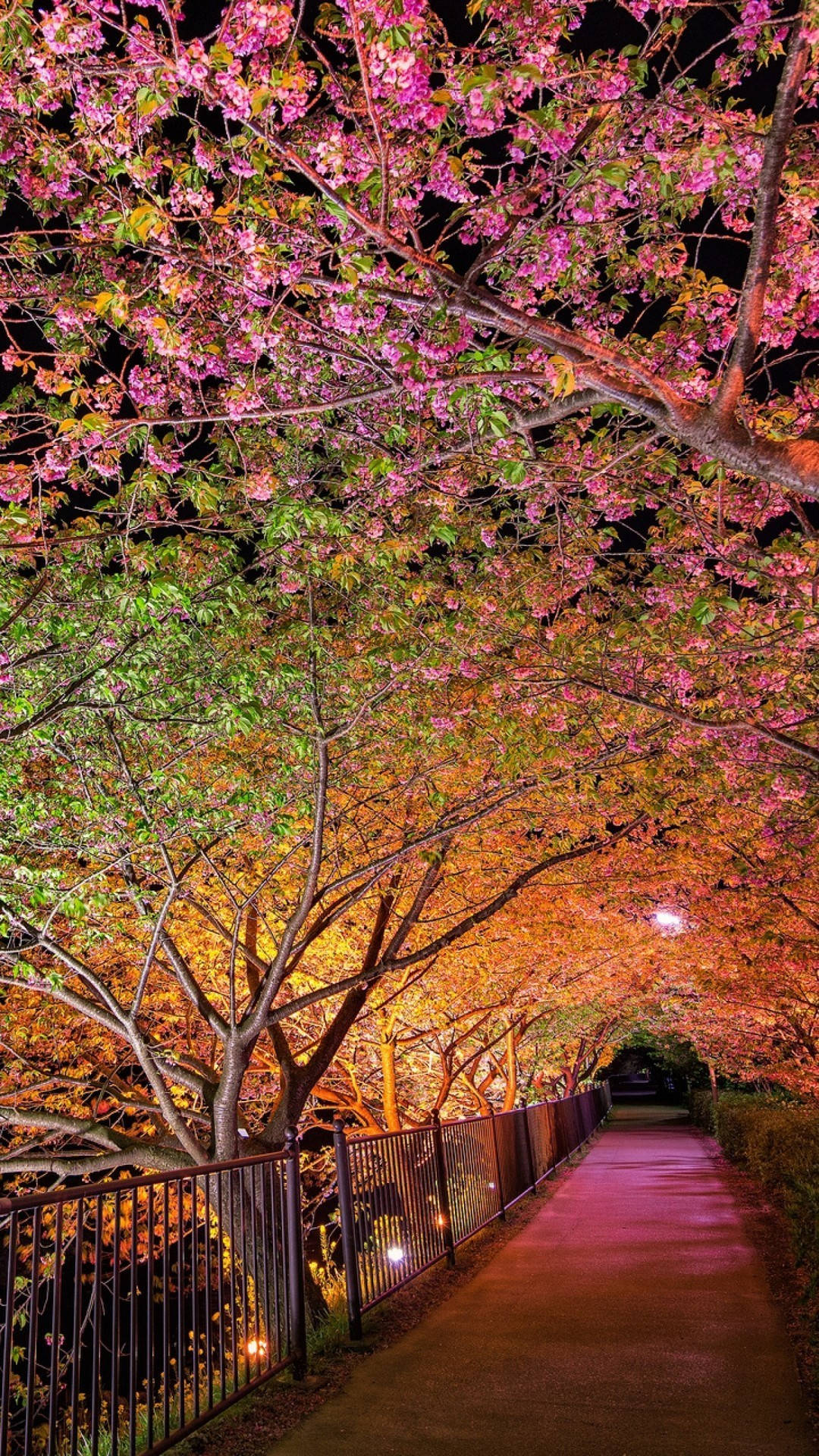 Spring Night Sakura Tree Background