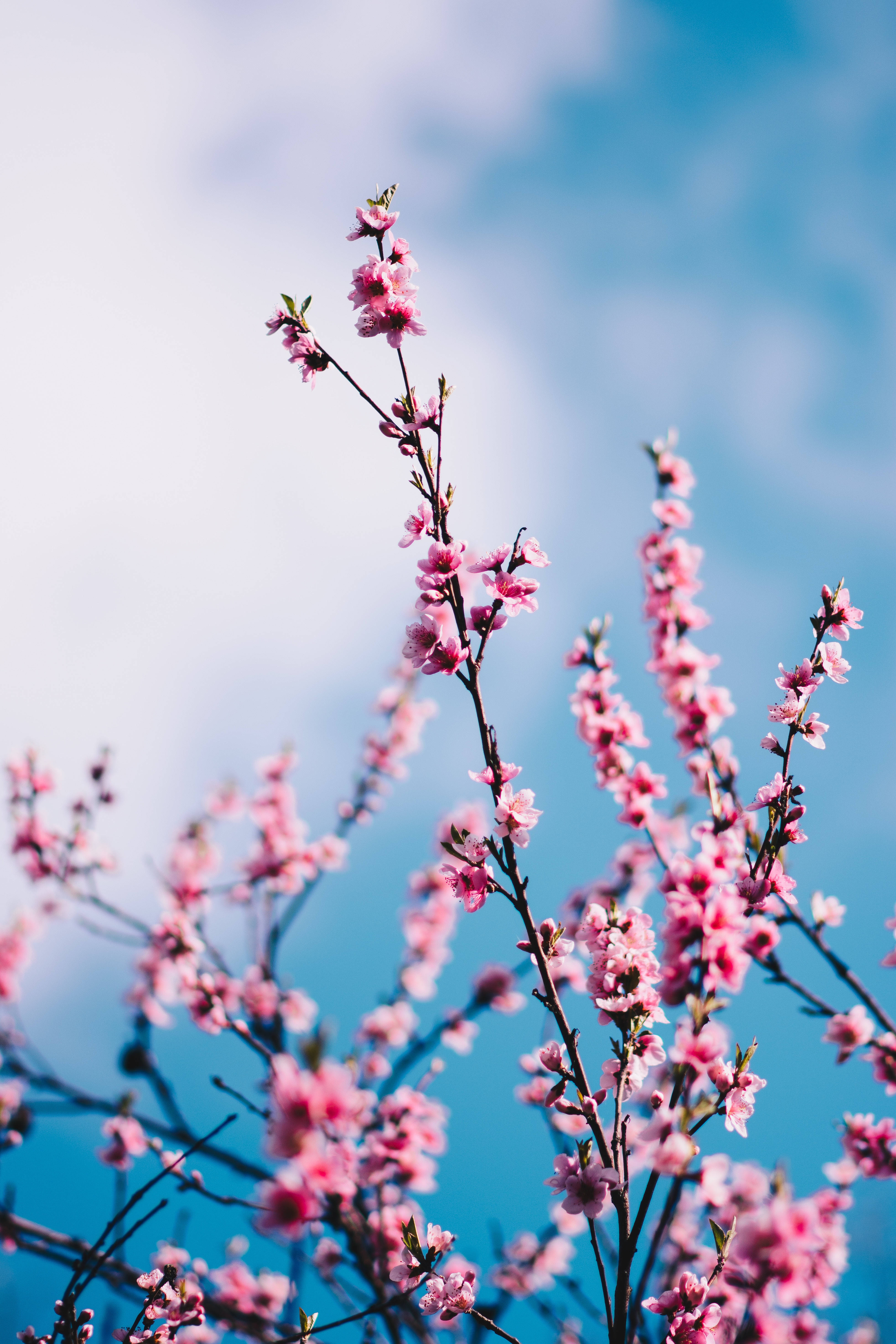 Springtime Sakura Flowers Background