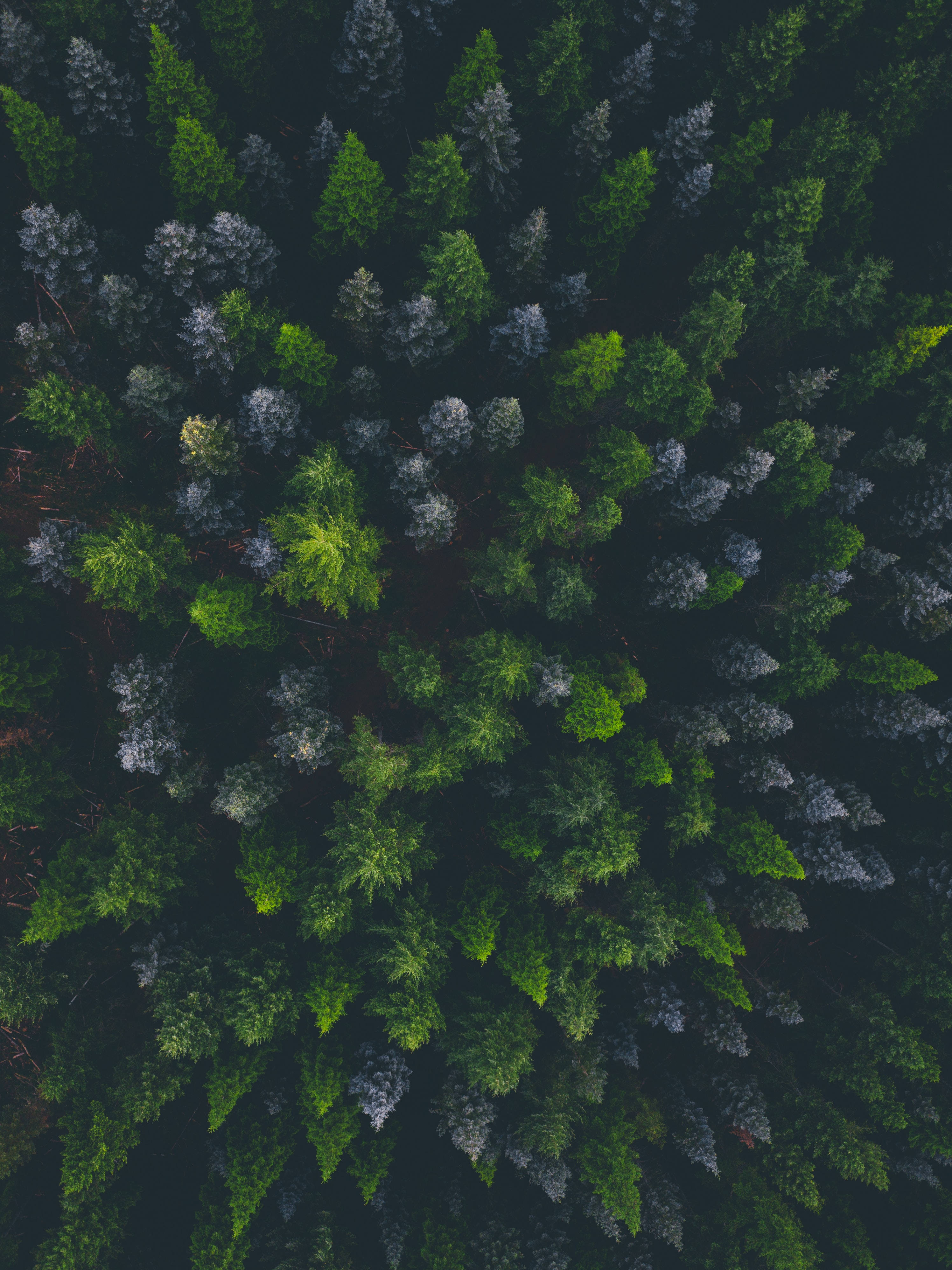 Spruce Dark Forest Aerial Background