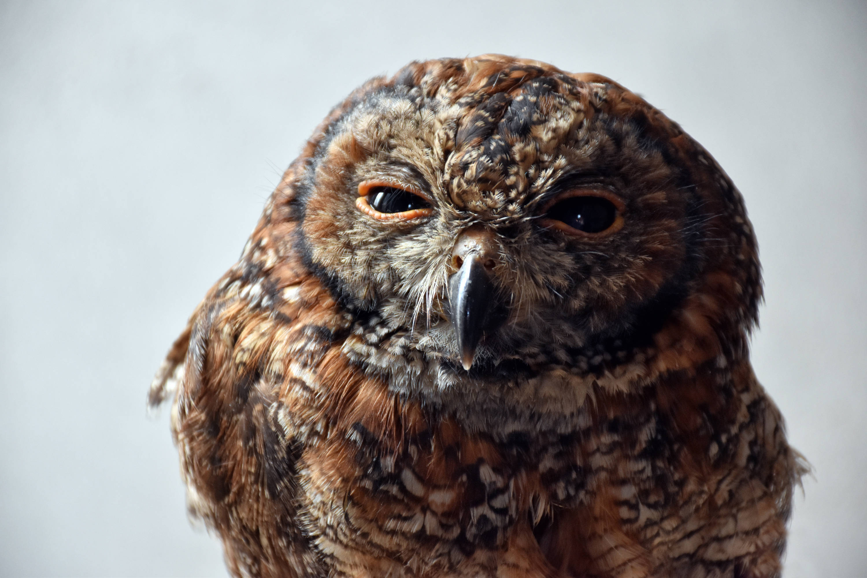 Squinting Brown Owl Macro Background