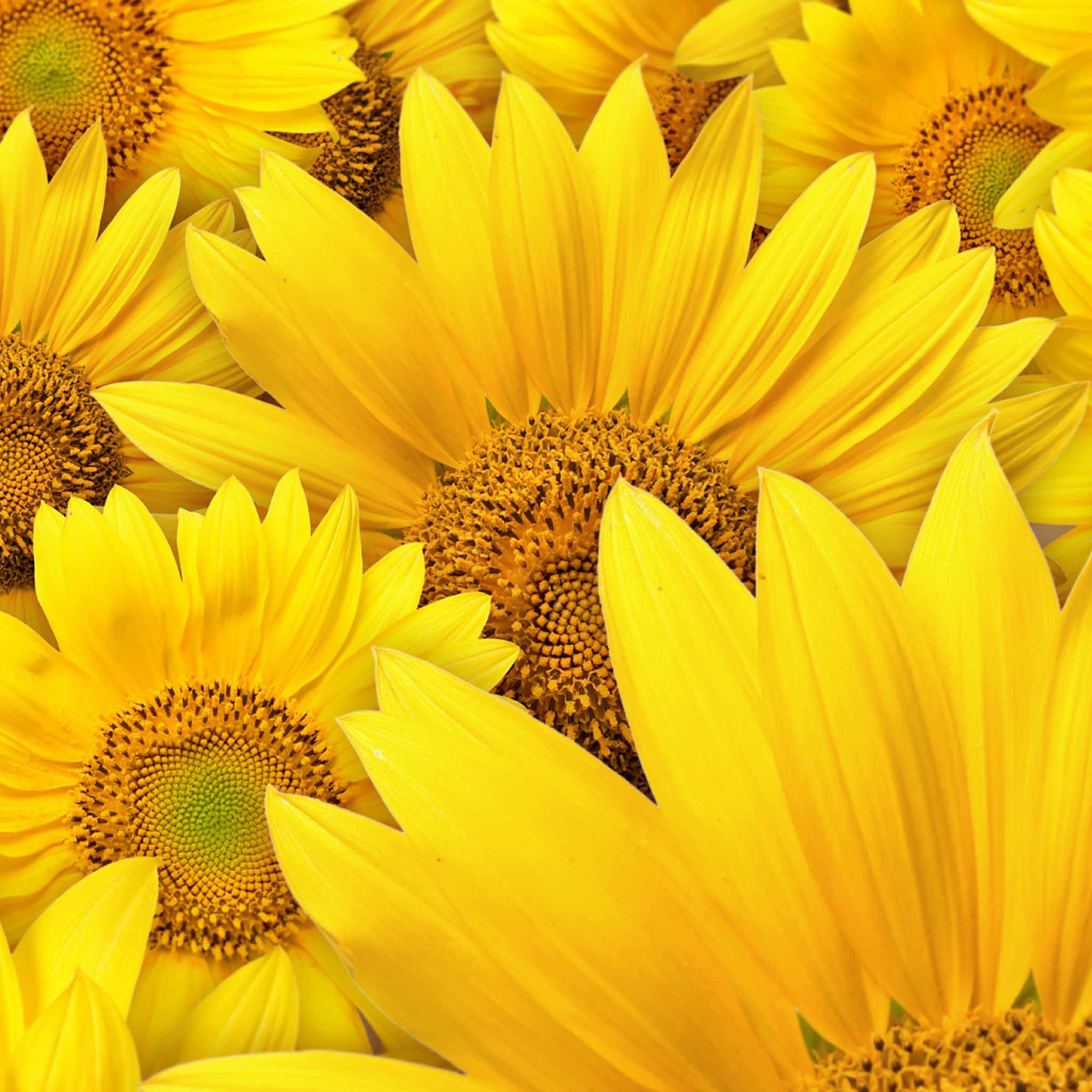 Download Stacked Yellow Sunflowers Ipad Wallpaper | Wallpapers.com