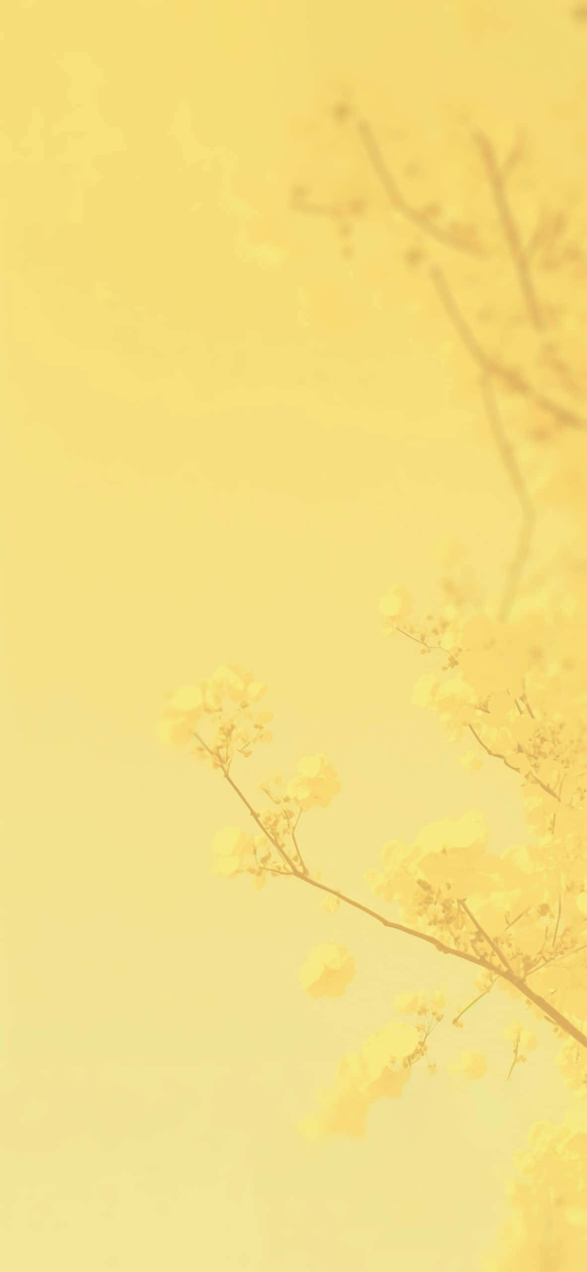 Download Sun Kissed Aesthetic Yellow Background