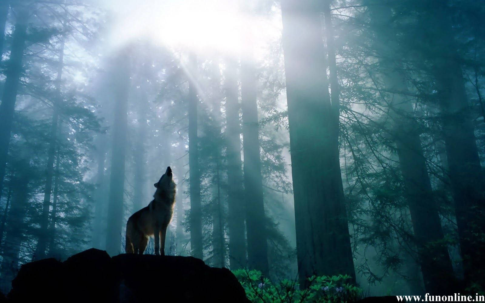 Sunlight Through Dark Forest Wolf Background