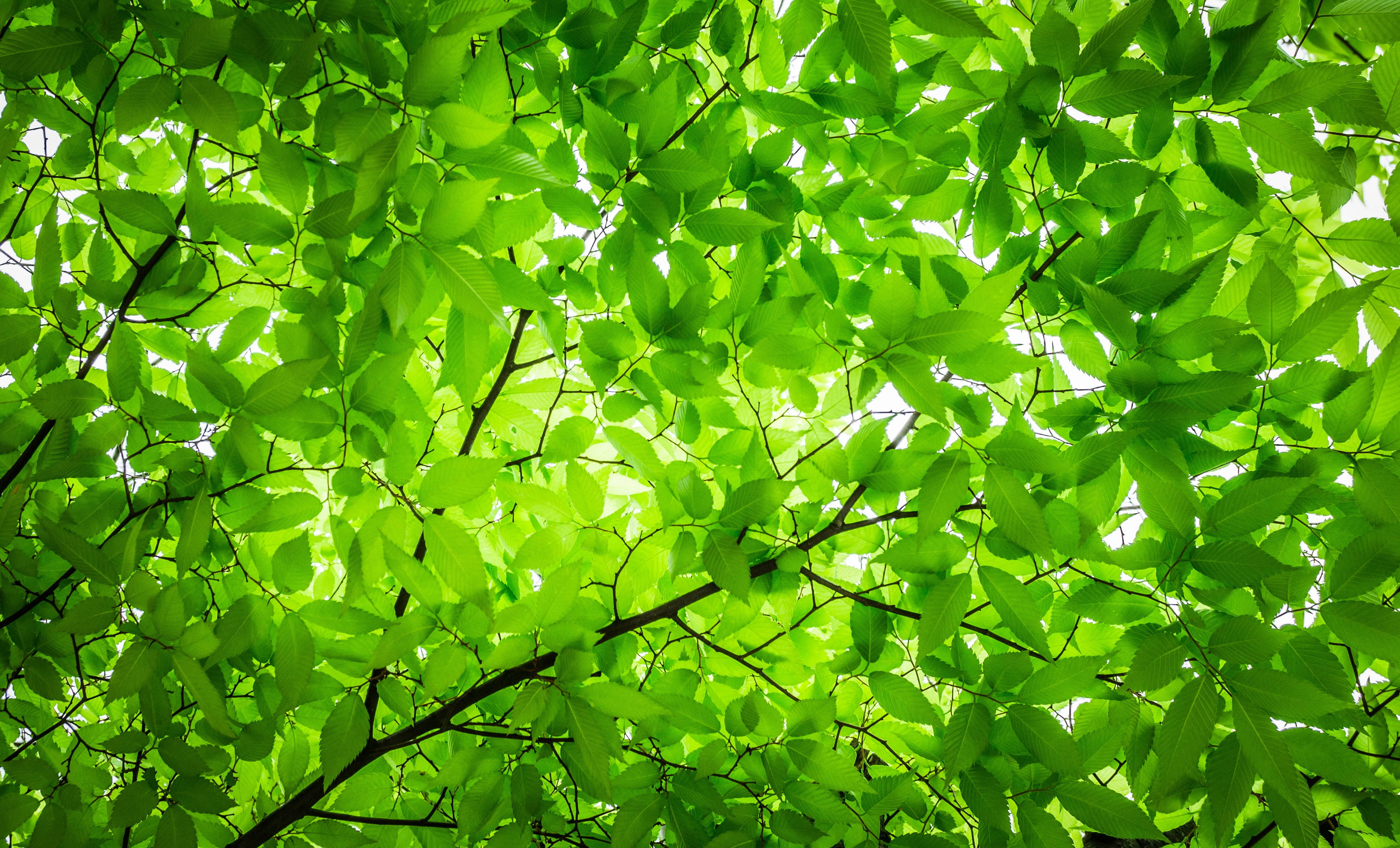 Download Sunlight Through Green Leaves Wallpaper 