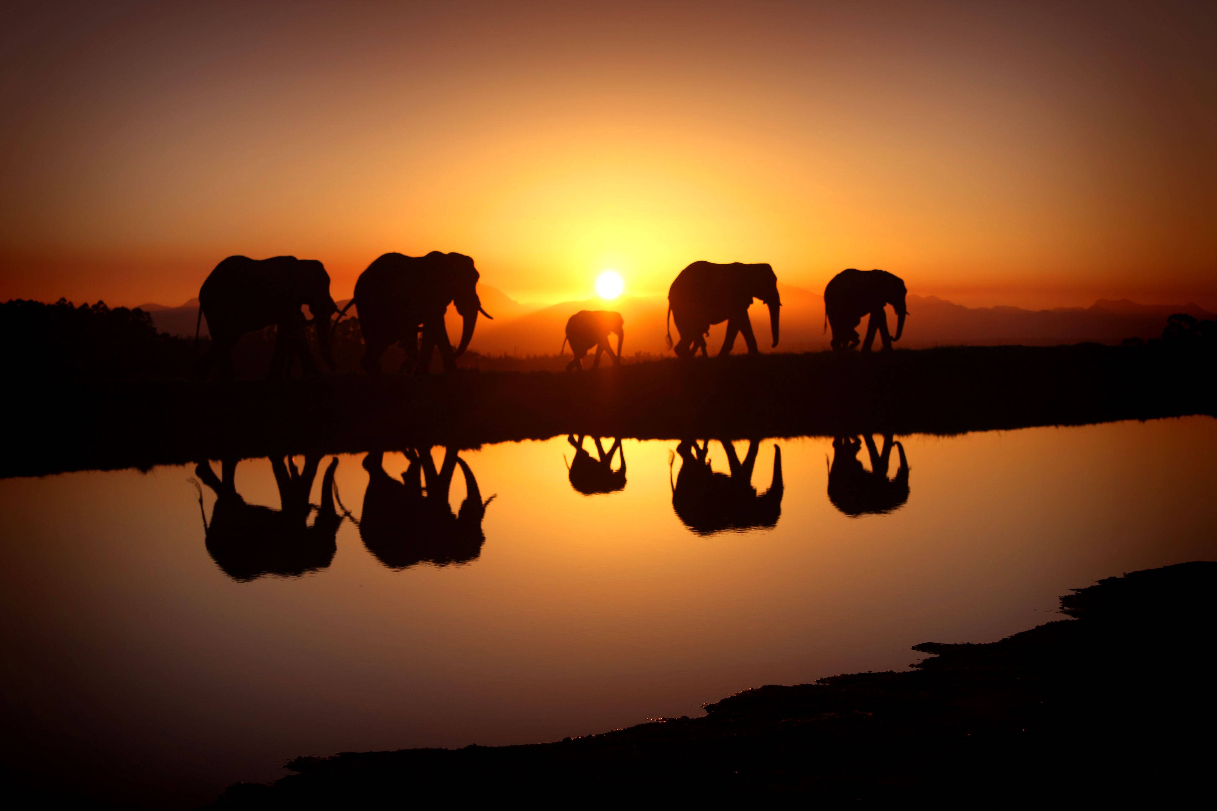 Sunset Elephant Herd Reflections Background
