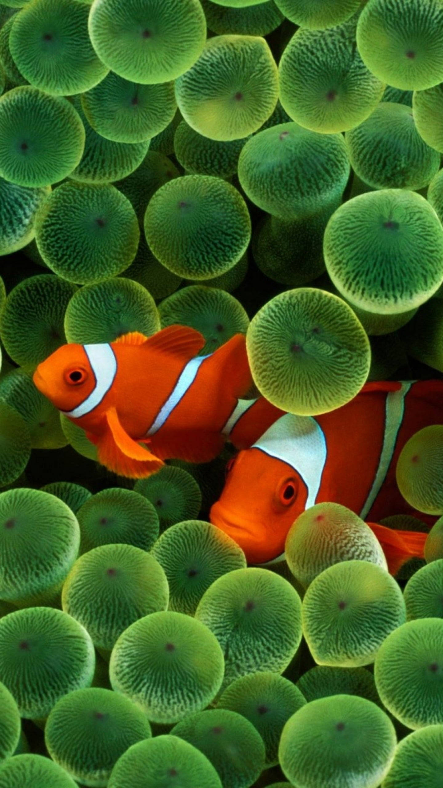 Hãy khám phá angelfish xinh đẹp đang bơi lội và tìm hiểu thêm về loài cá Clownfish đáng yêu này. Hình ảnh chân thực và sống động sẽ khiến bạn có cảm giác như đang đắm mình dưới biển cả.
