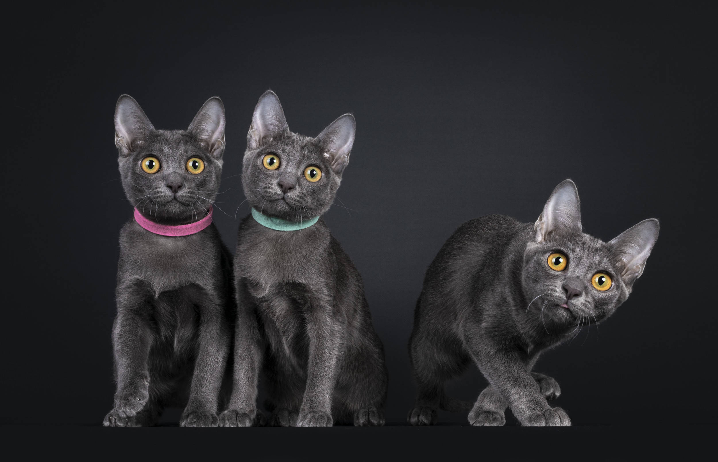 Three Chartreux Cats Background