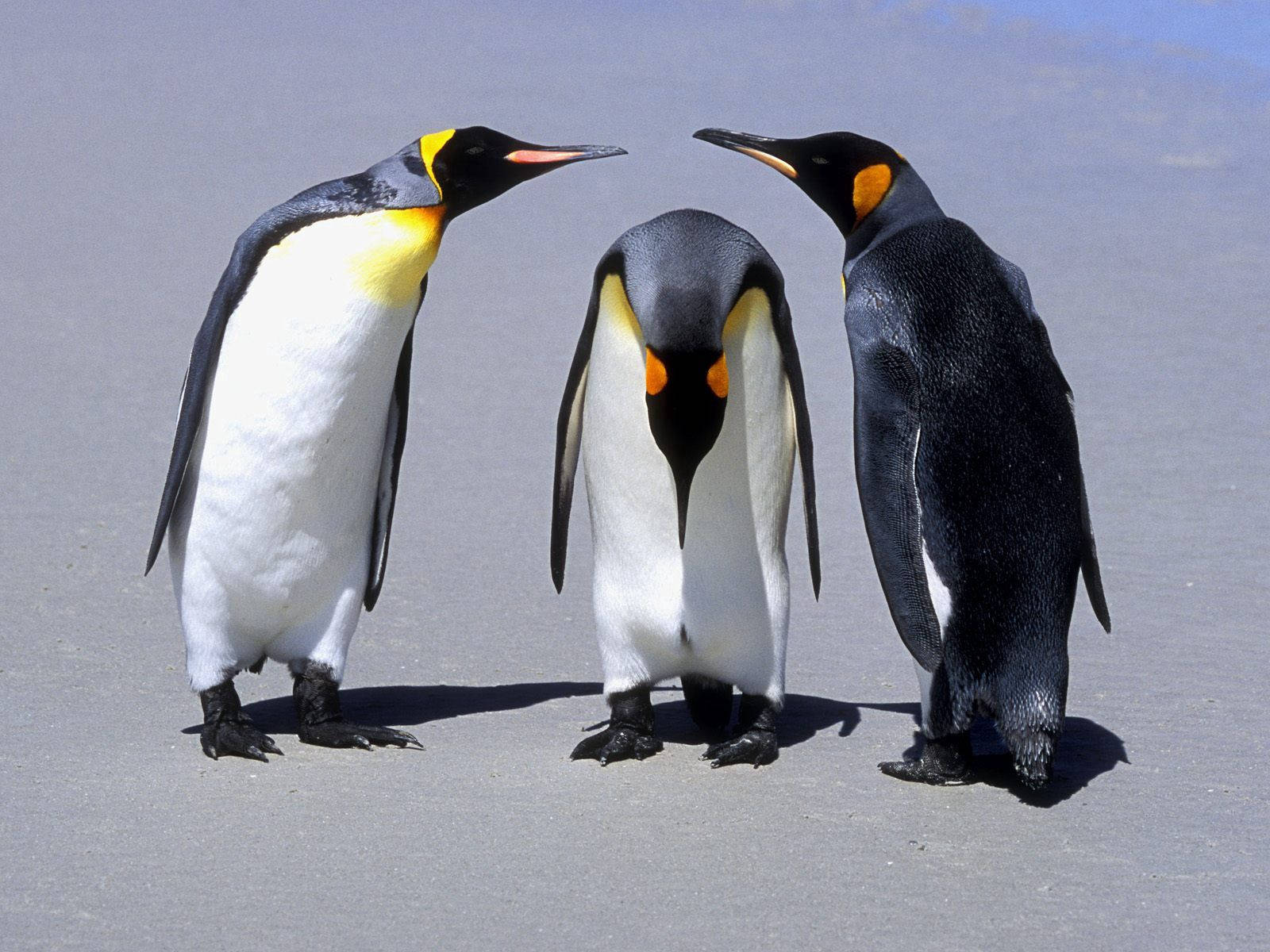 Three Penguins Communicating Background