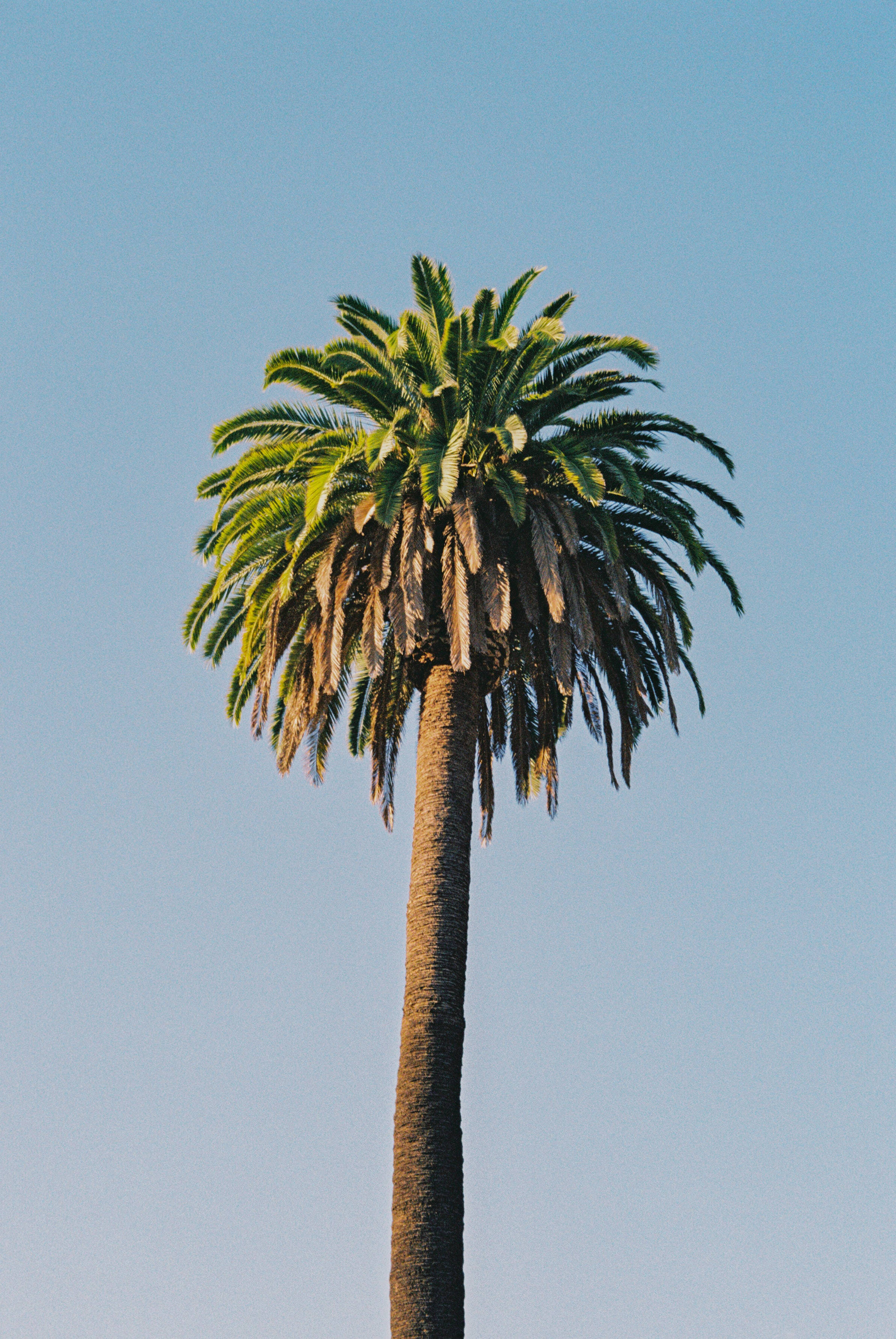 Towering Crown Of Canary Palm Tree Background