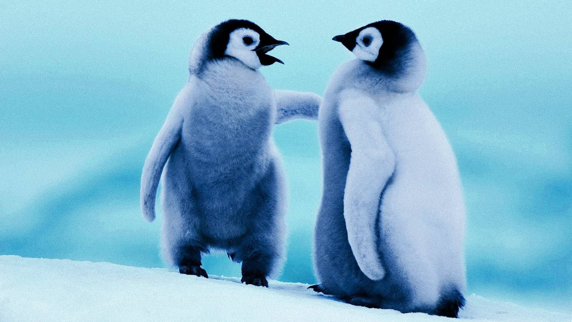 Two Baby Penguins Background