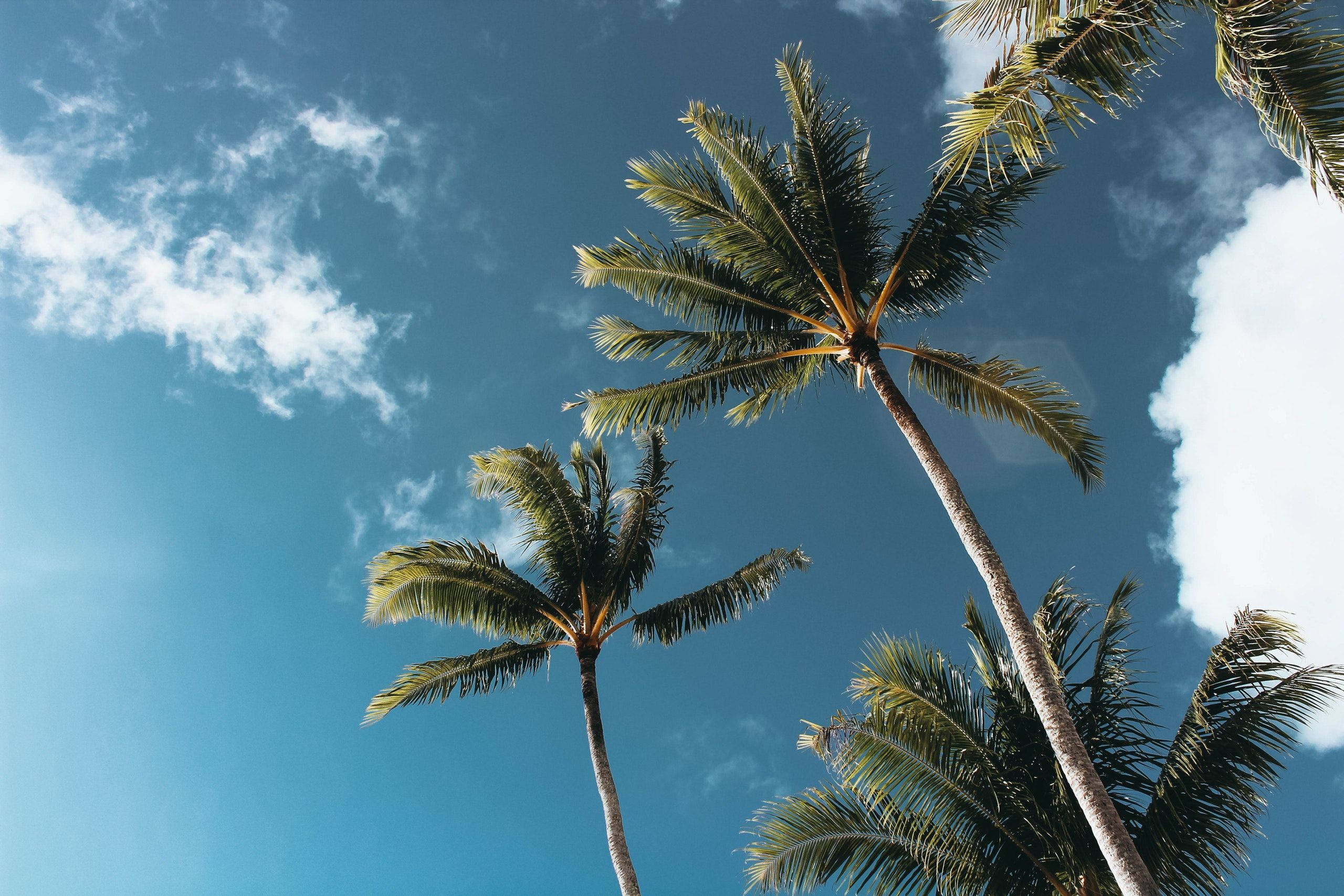 Vacation Vibes Summer Palm Trees Background