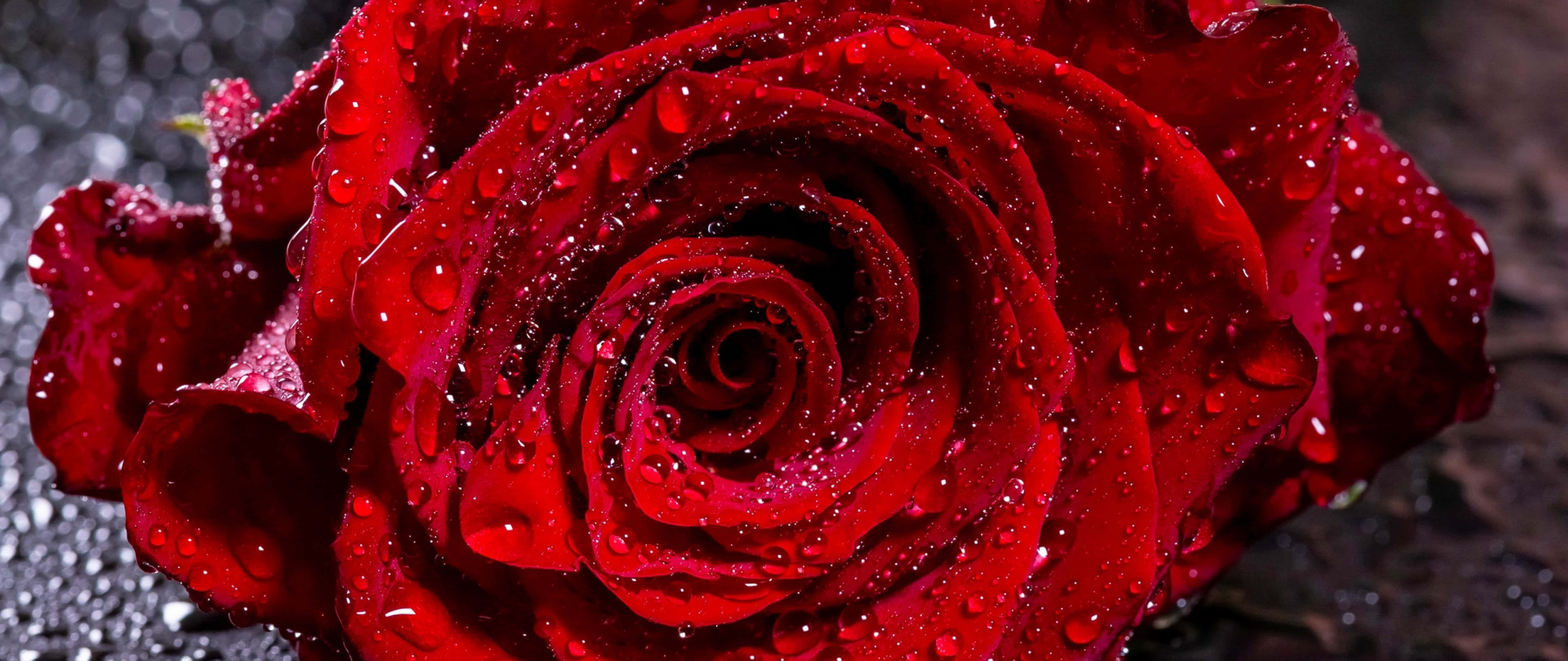 Download Valentines Day Roses Wallpaper | Wallpapers.com