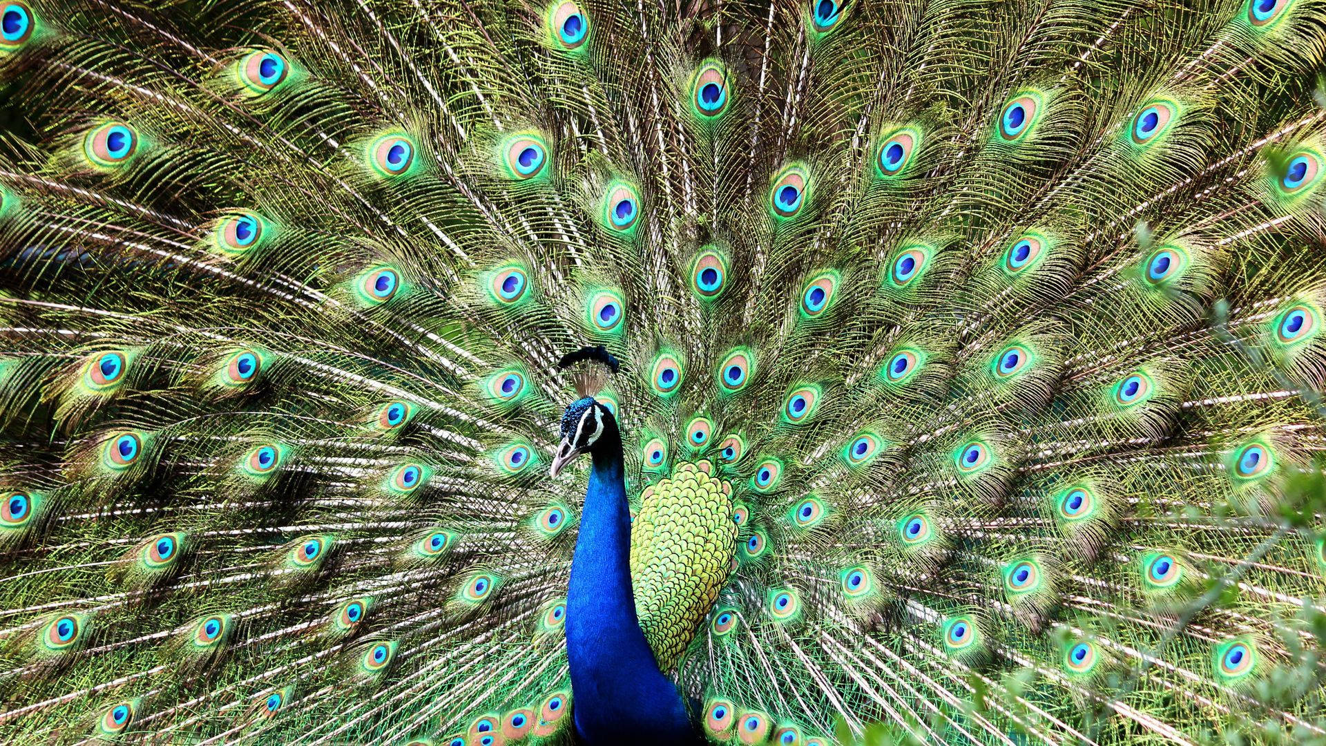 Vibrant Blue-green Peacock Background