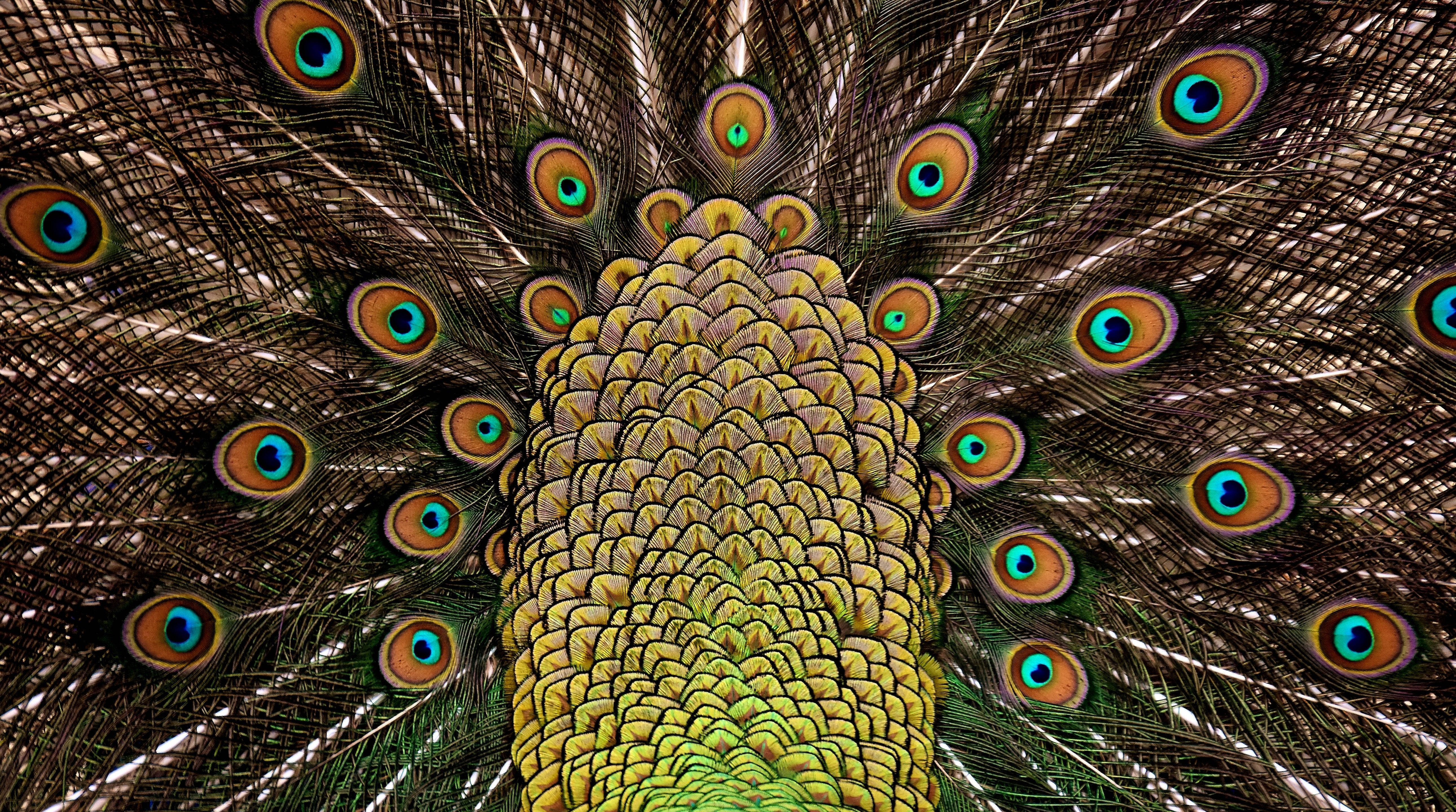 Vibrant Yellow Peacock Tail Background