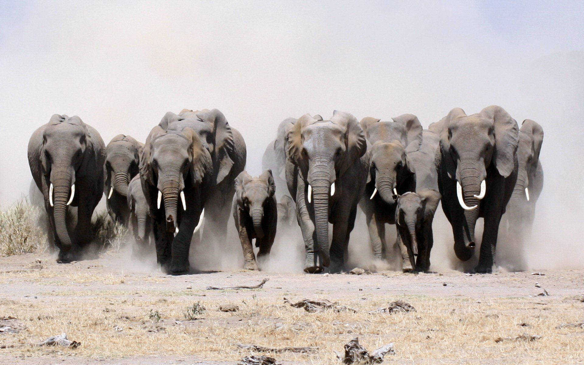 Walking Elephant Herd Background