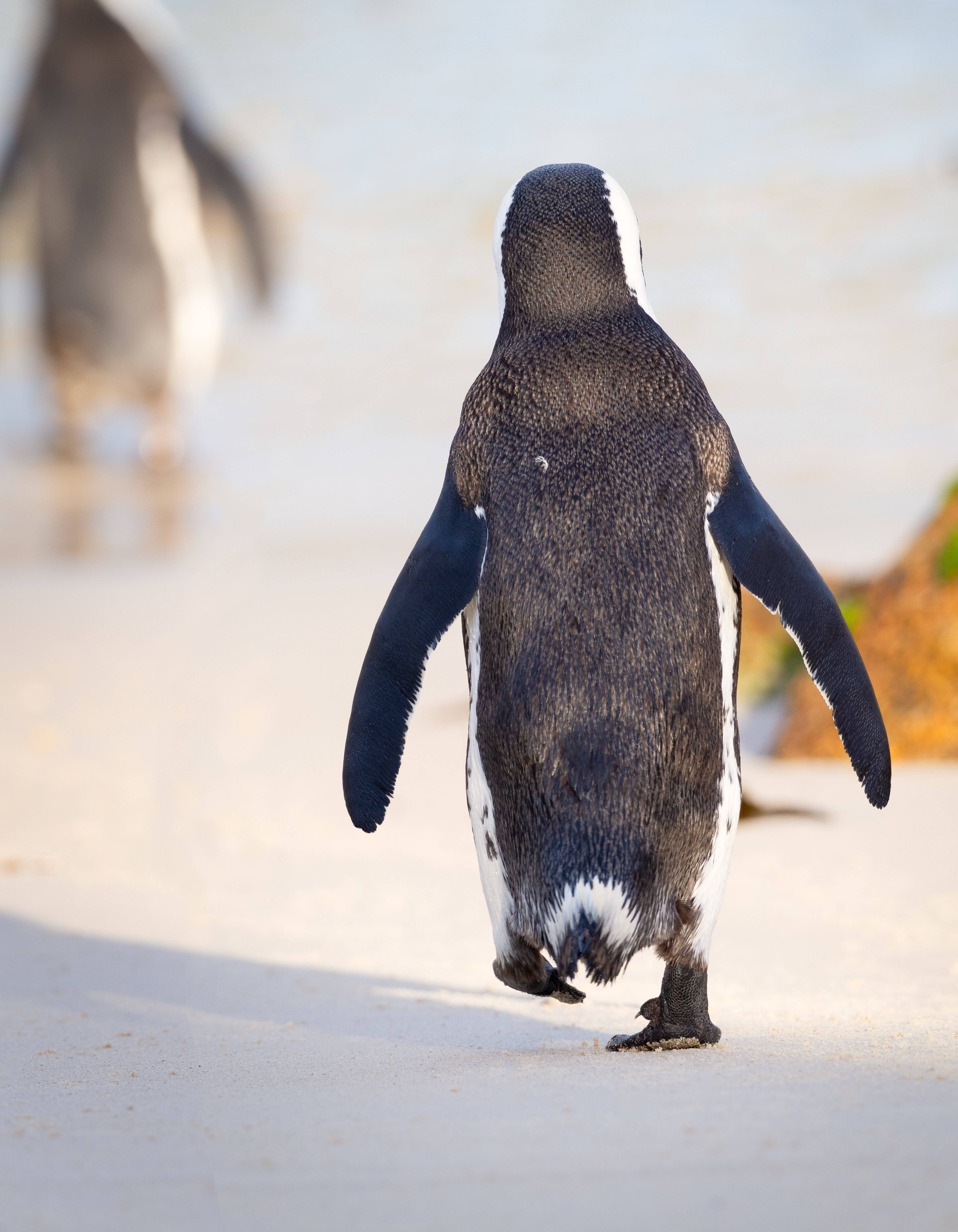 Walking Penguin Back Background