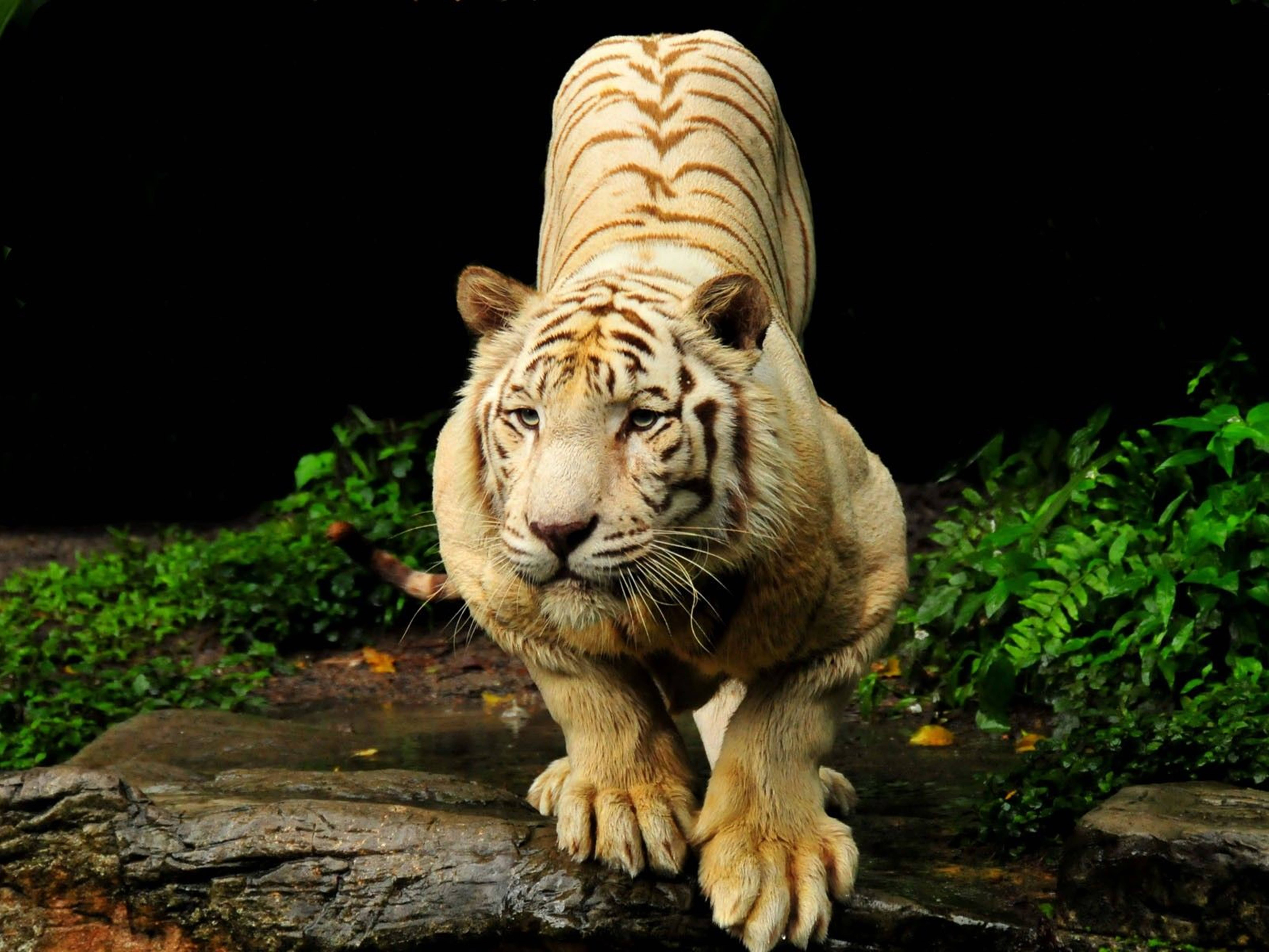 Просто главный экран. Золотой бенгальский тигр. Золотой тигр альбинос. Тигр в прыжке. Заставка на рабочий стол тигр.