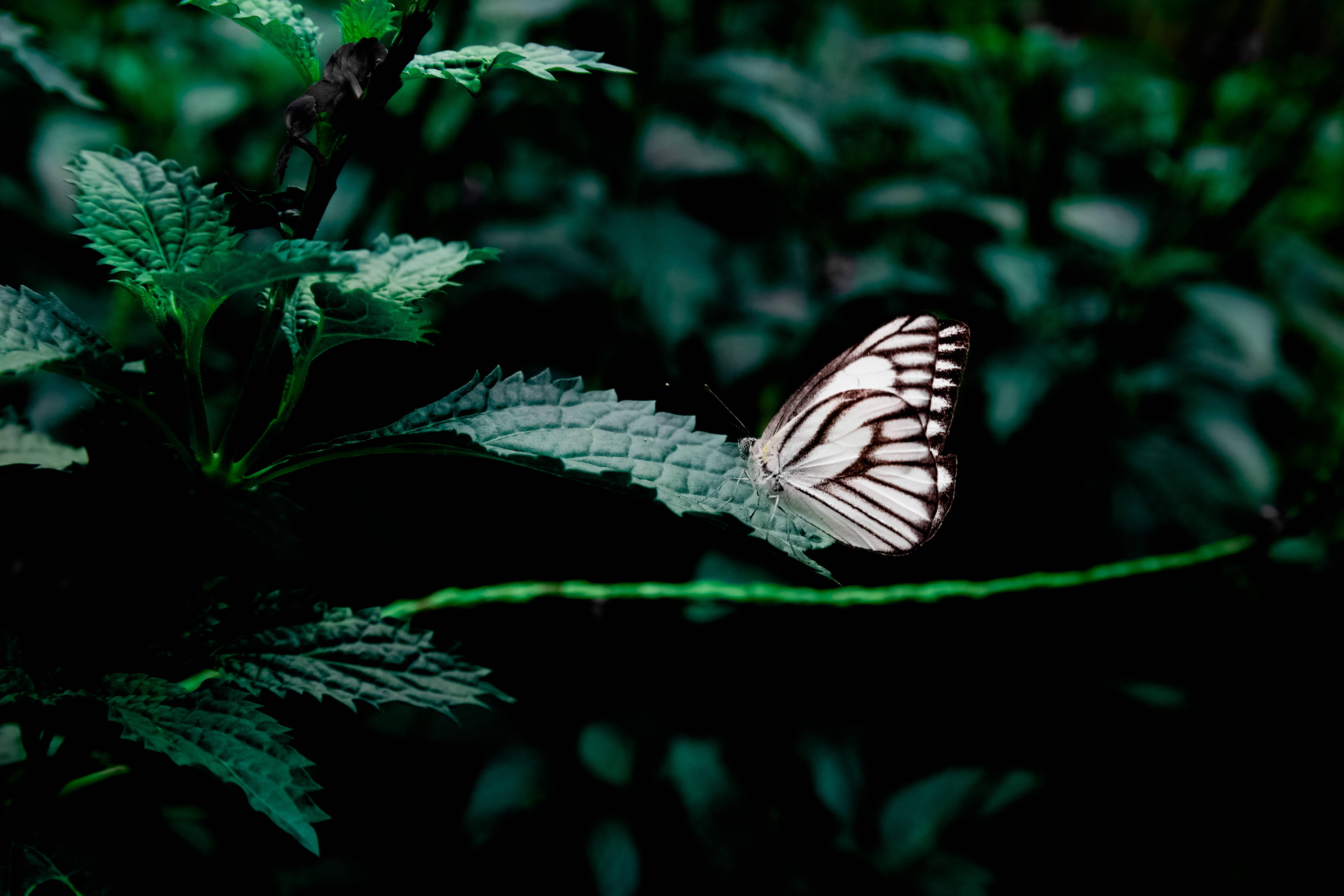 White And Black Butterfly Background