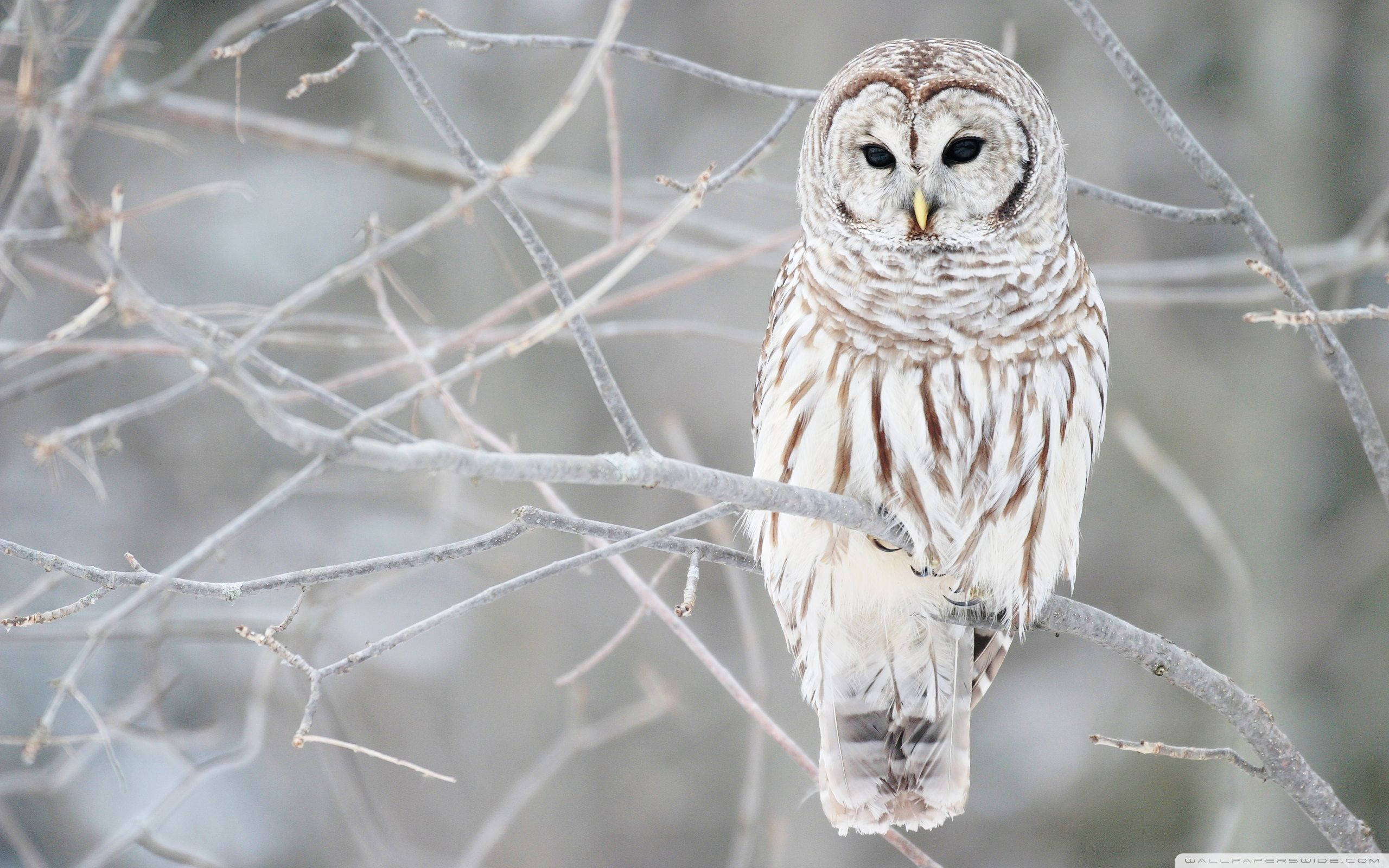White Barred Owl Snowy Branches Background