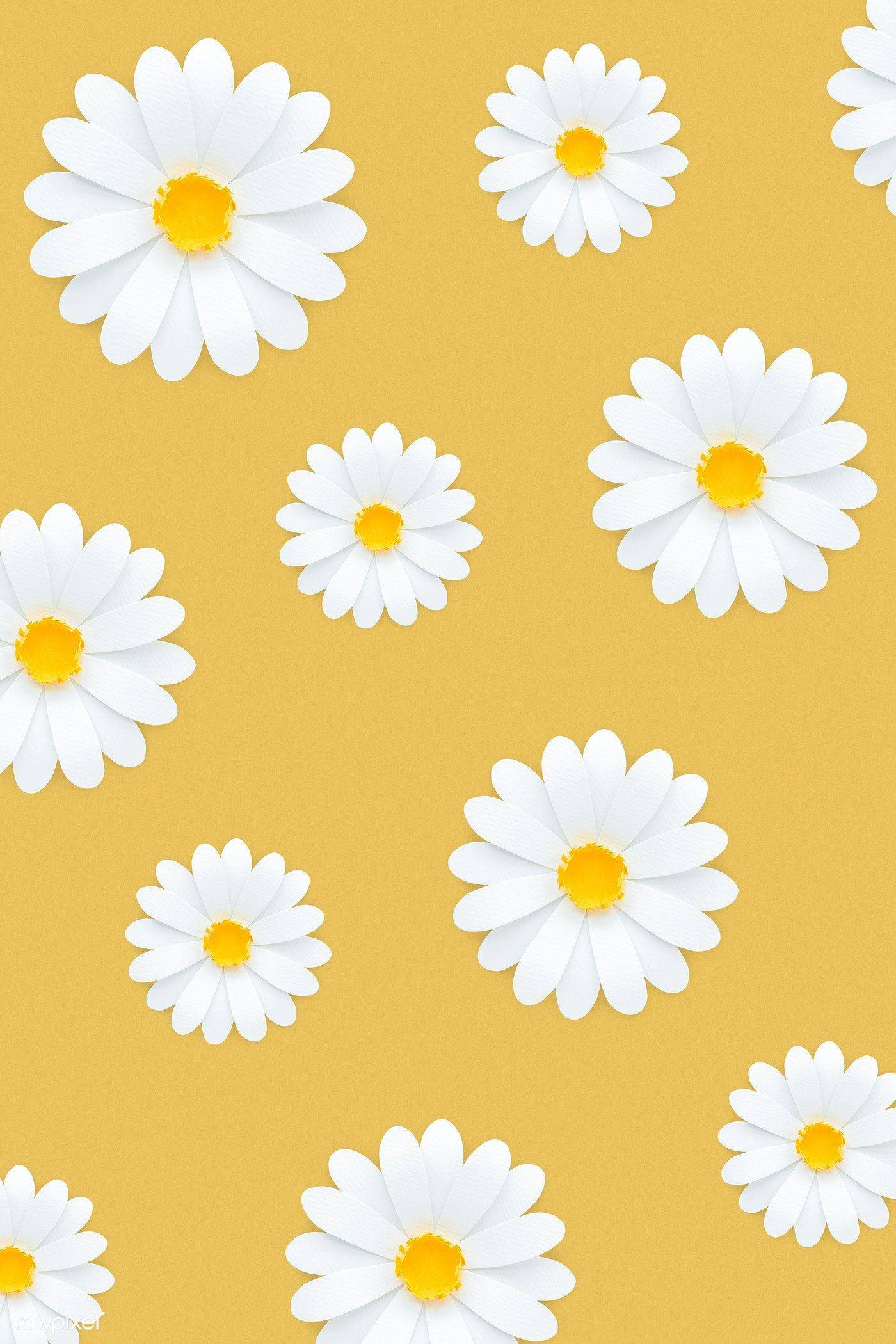 Download White Daisy Aesthetic In Yellow Wallpaper | Wallpapers.com