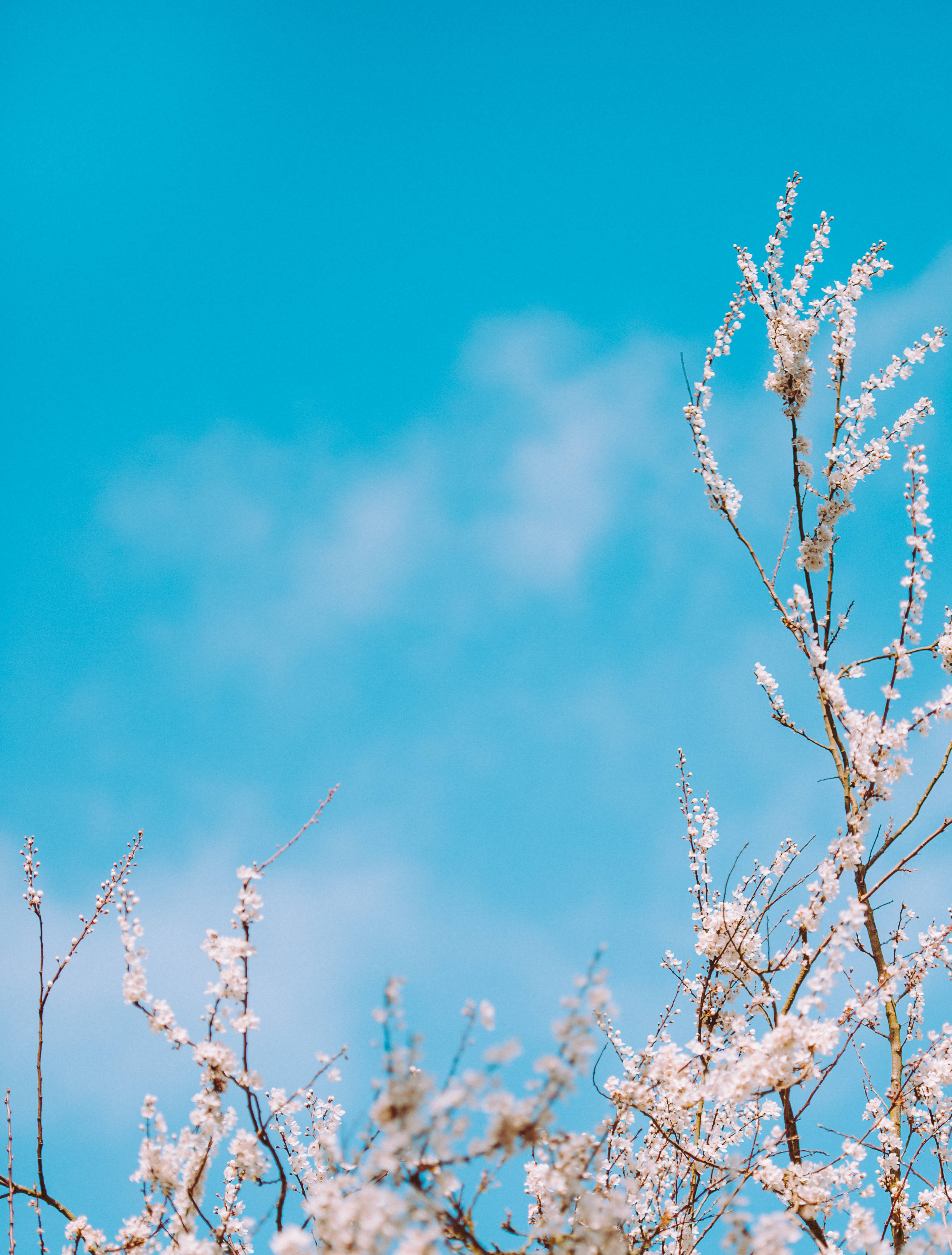 Download White Flowers Under Blue Sky Wallpaper 