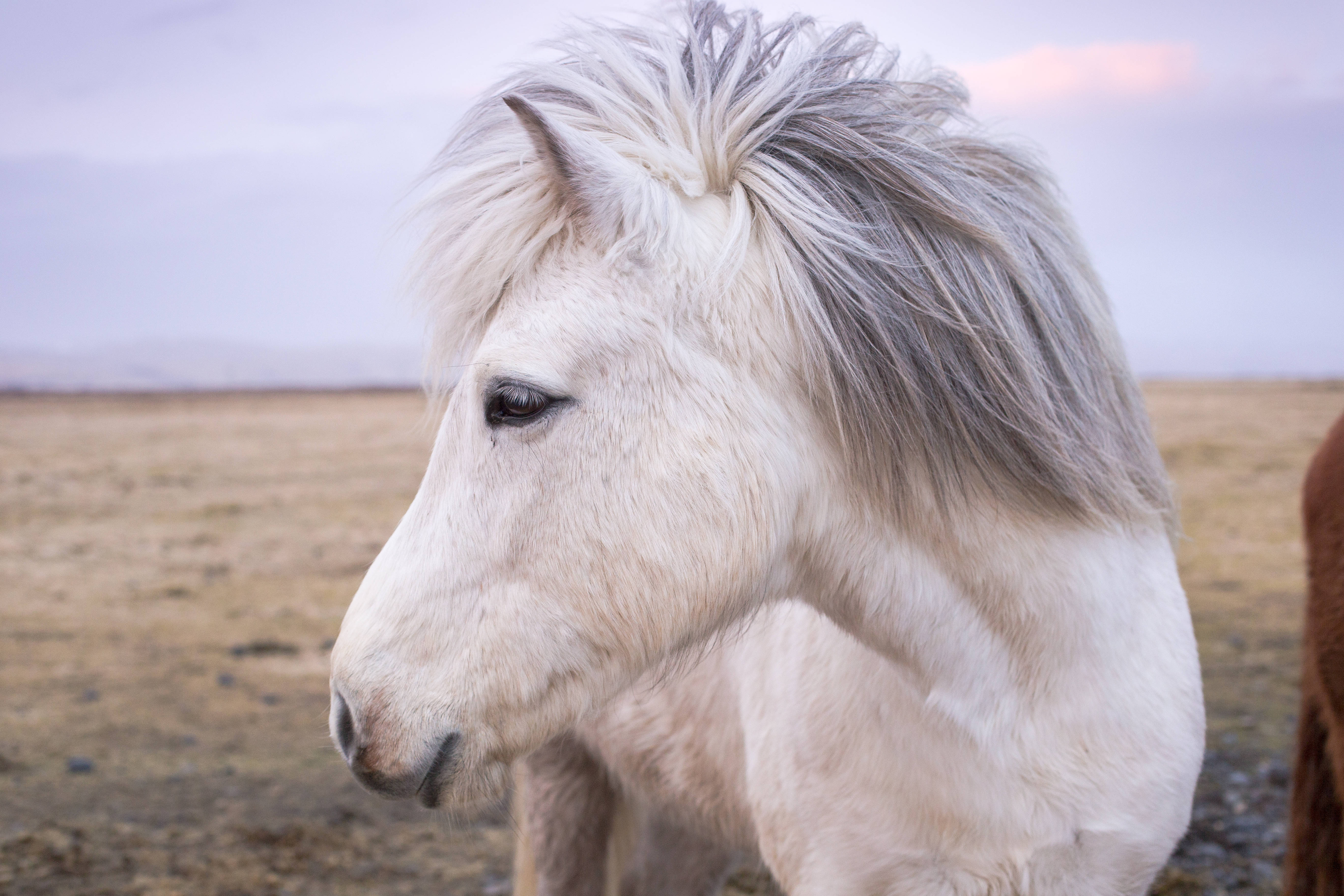 White Horse Close-up Photography Background