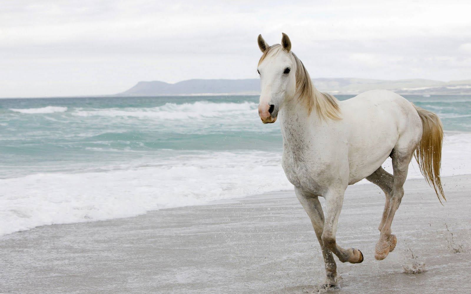 White Horse In A Beach Background
