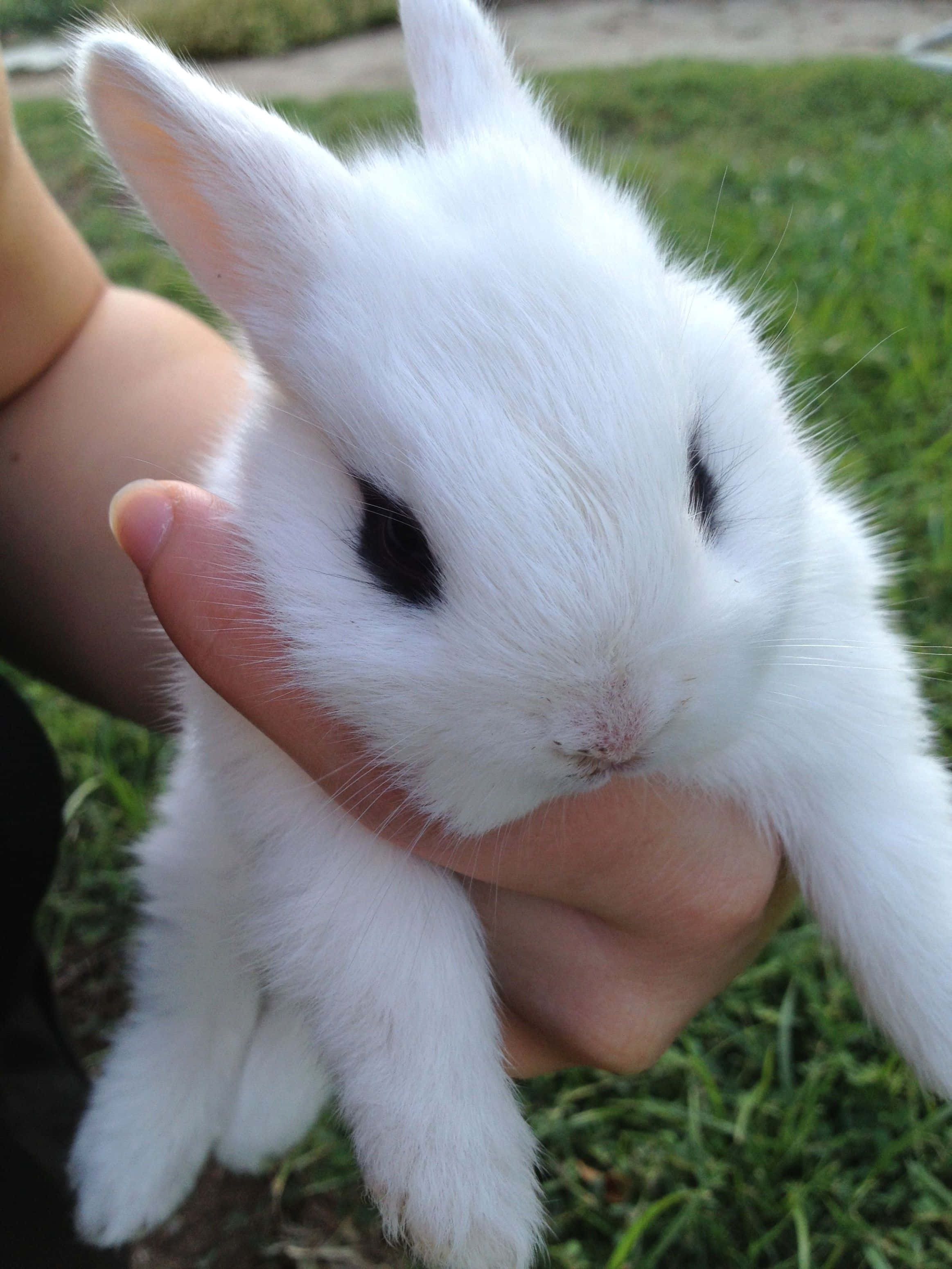 Download White Little Cute Bunny Picture | Wallpapers.com