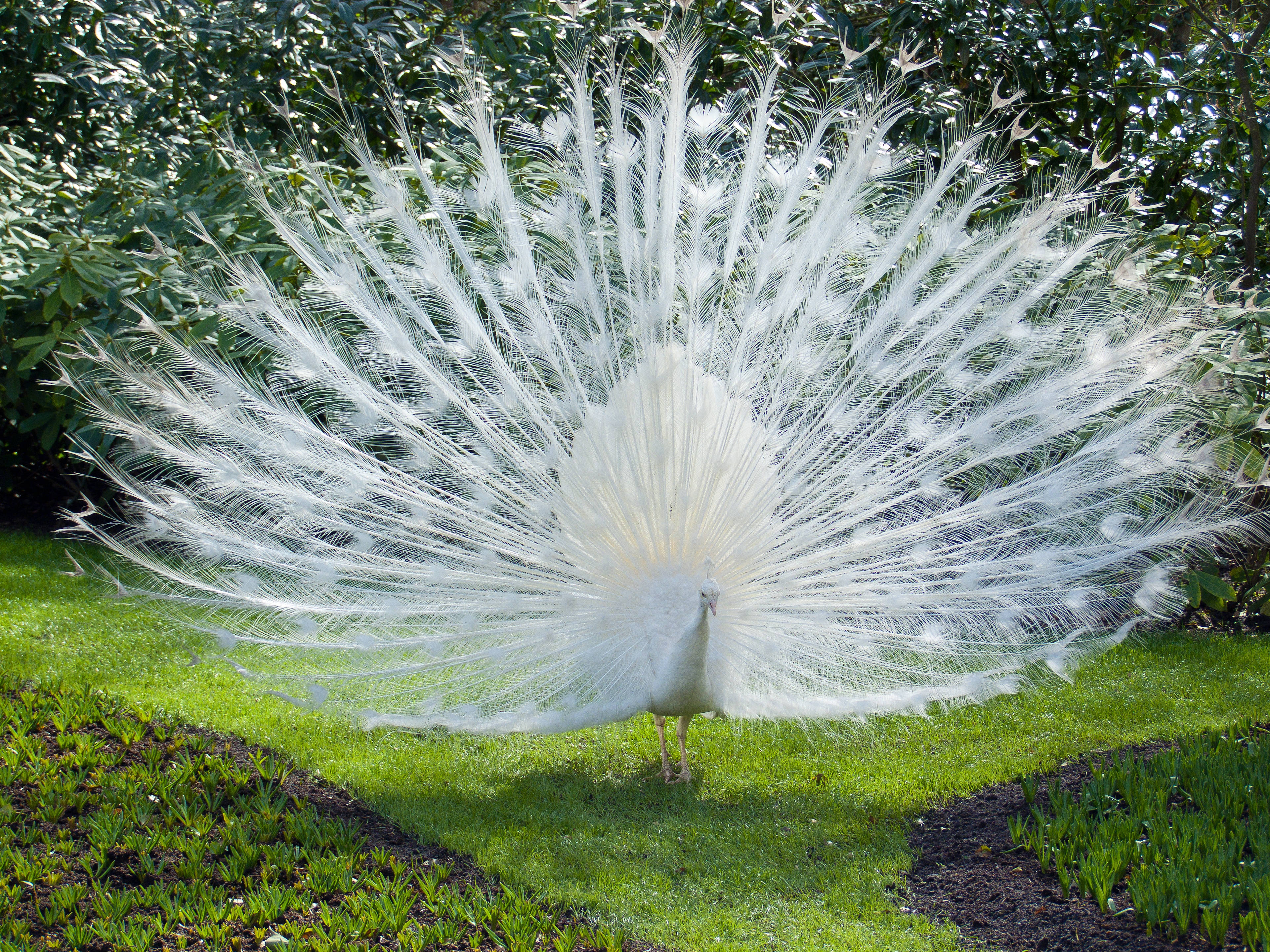 White Peacock Bird Background