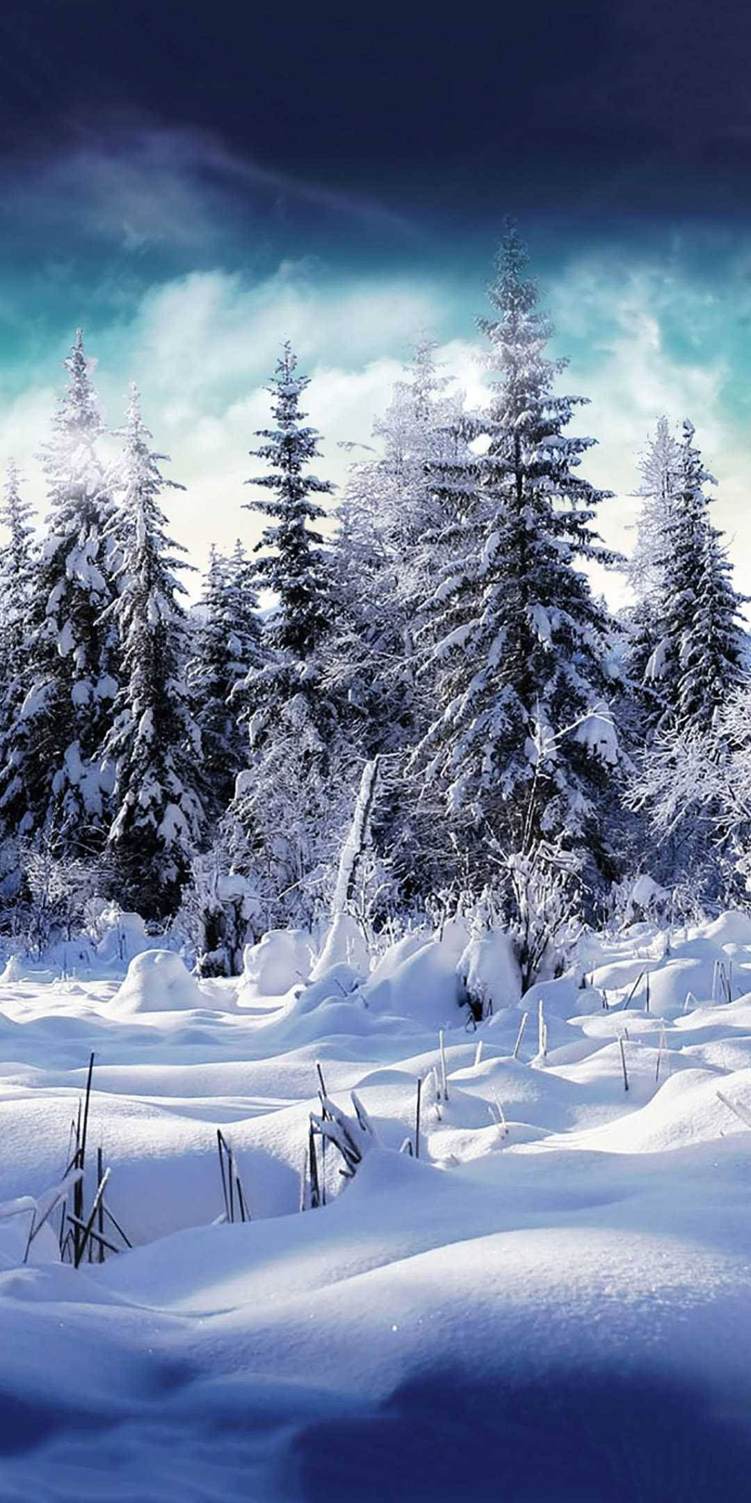Download White Pines Winter Iphone Wallpaper 